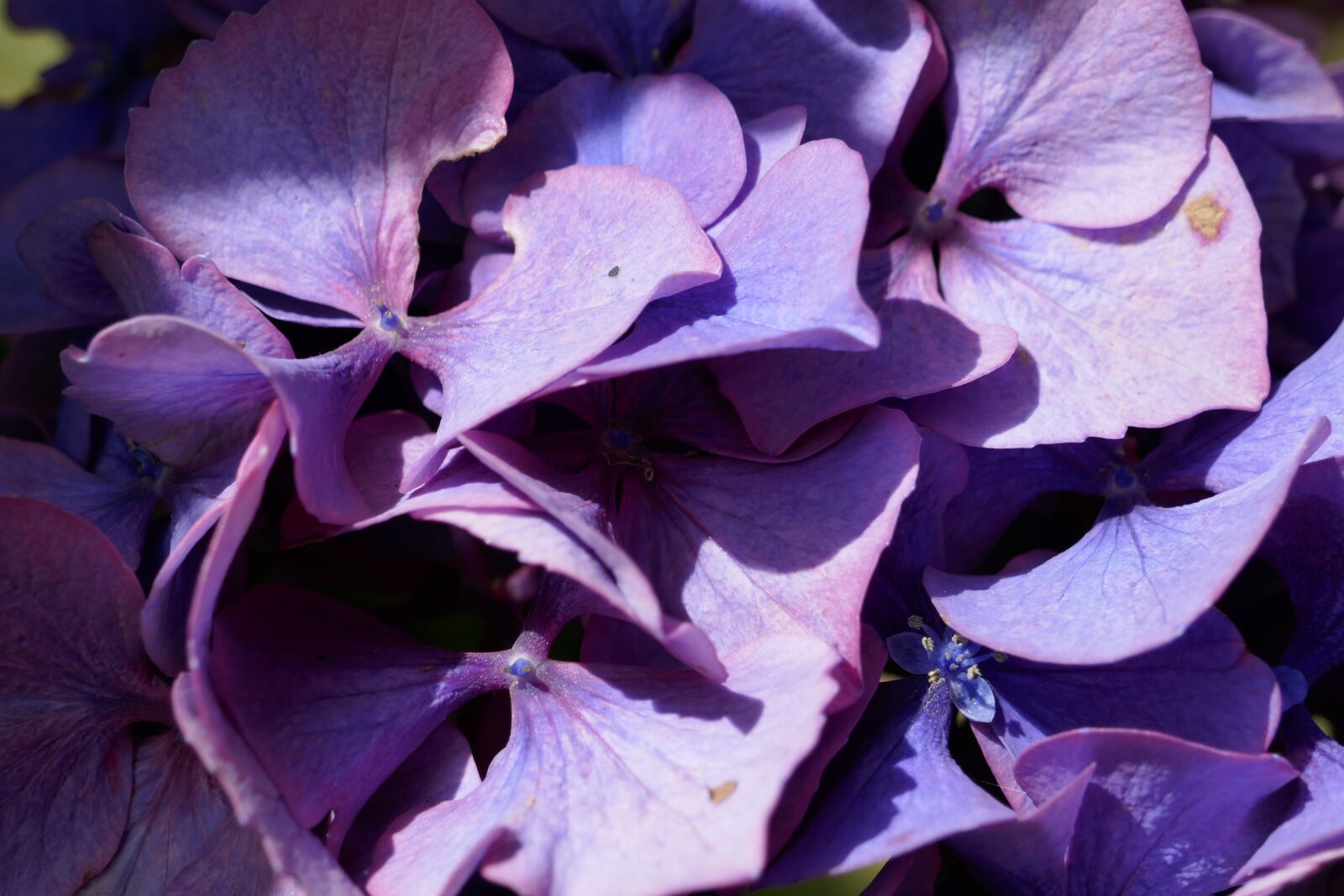 Panasonic DMC-TZ101 sample photo. Hydrangea, purple, macro photography