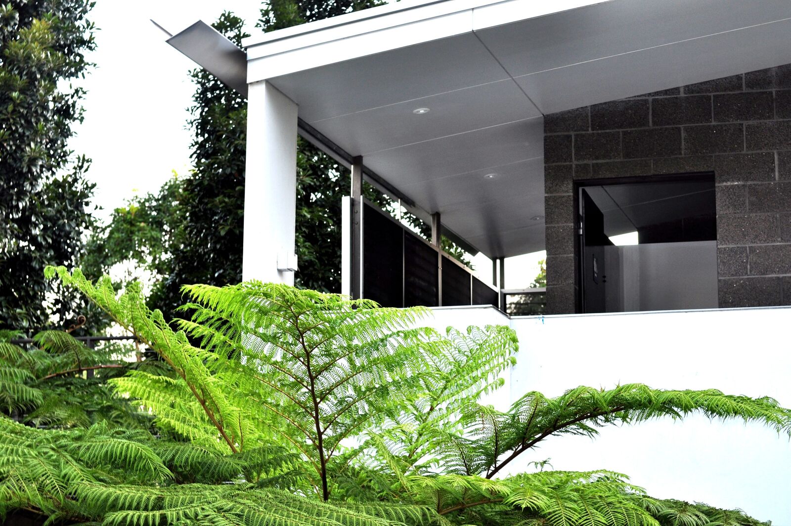 Nikon D90 sample photo. Angles, plant, green photography