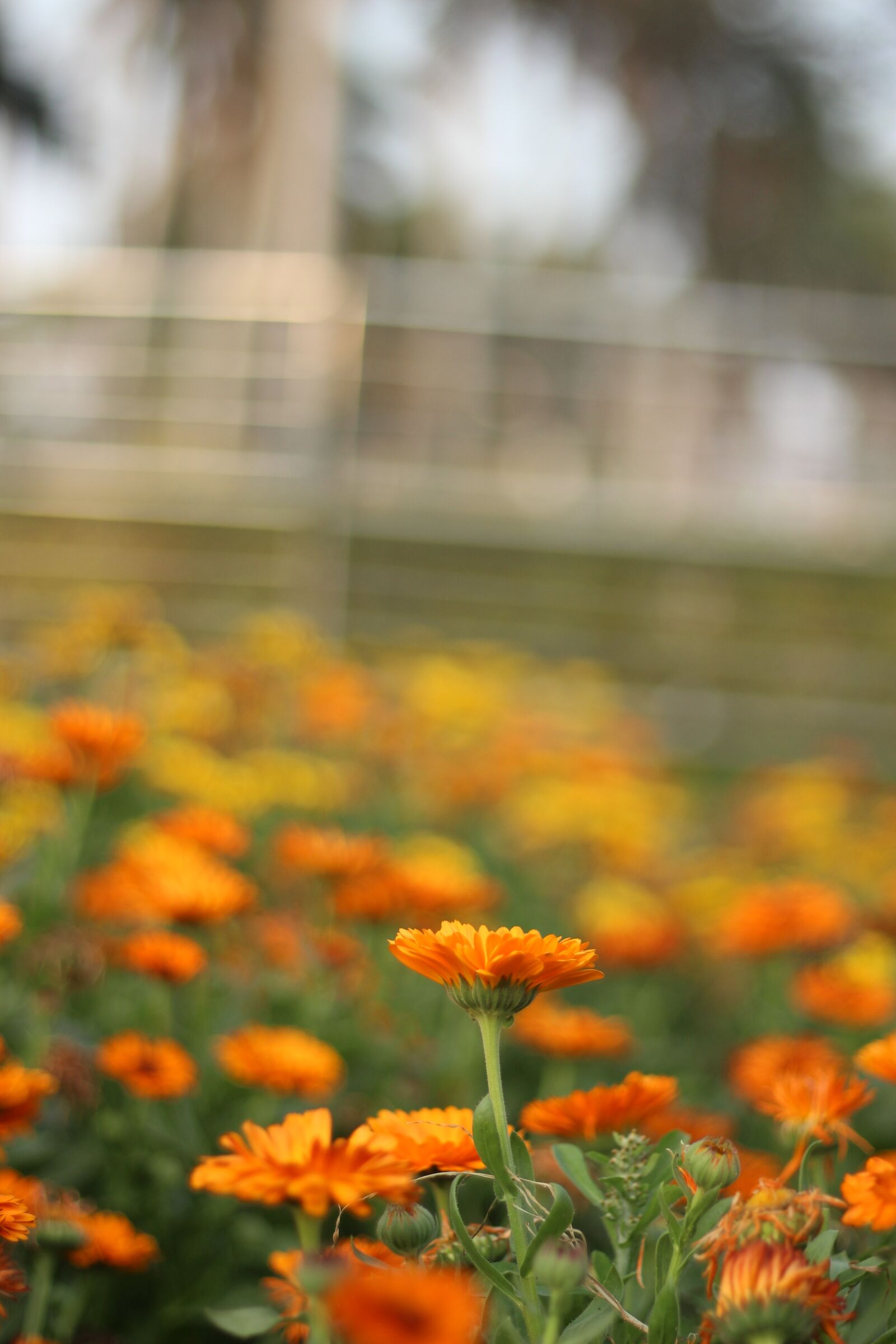 Canon EF 50mm F1.8 STM sample photo. Photo, pic, pixabay photography