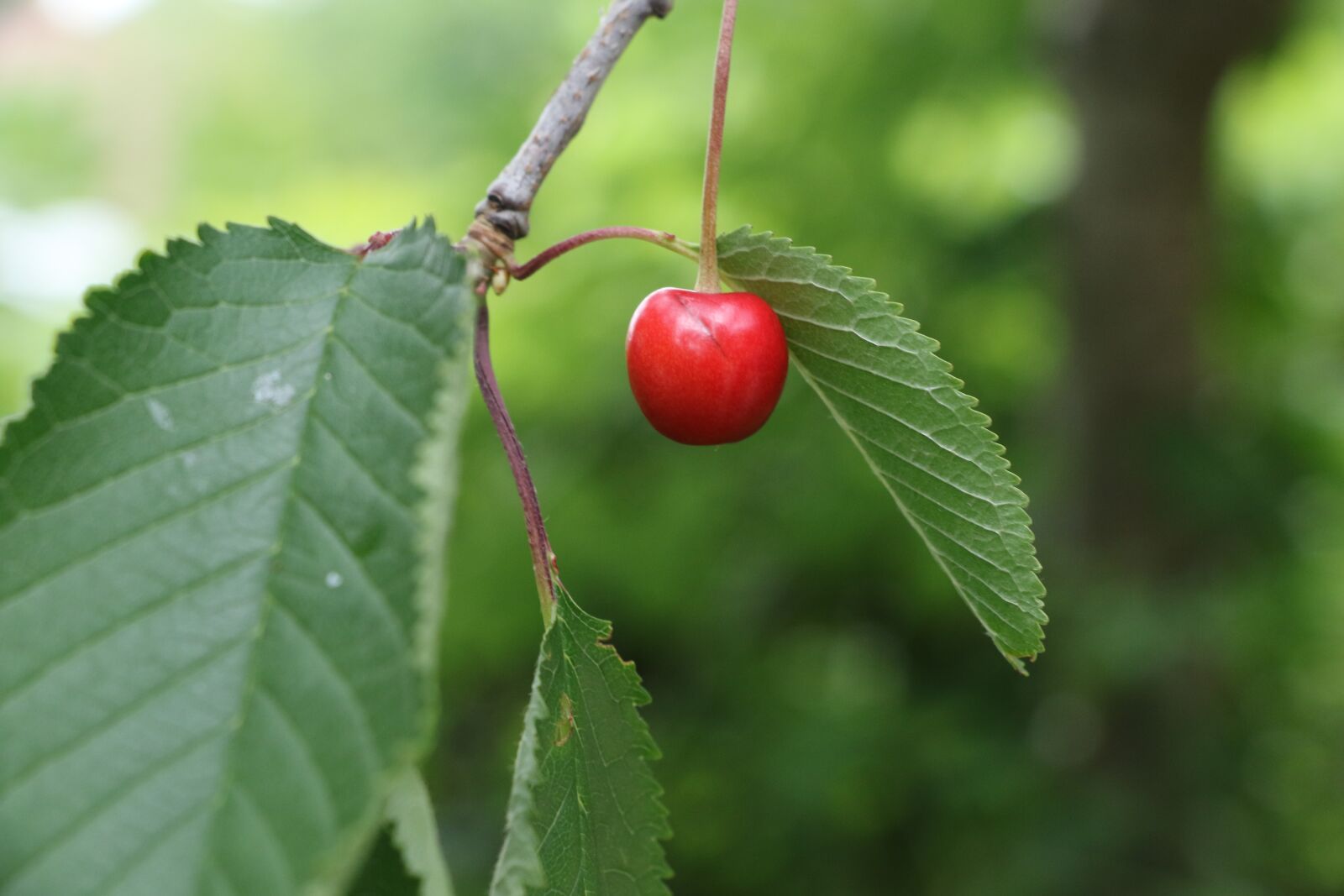 Canon EOS 7D Mark II sample photo. Cherry, tree, nature photography