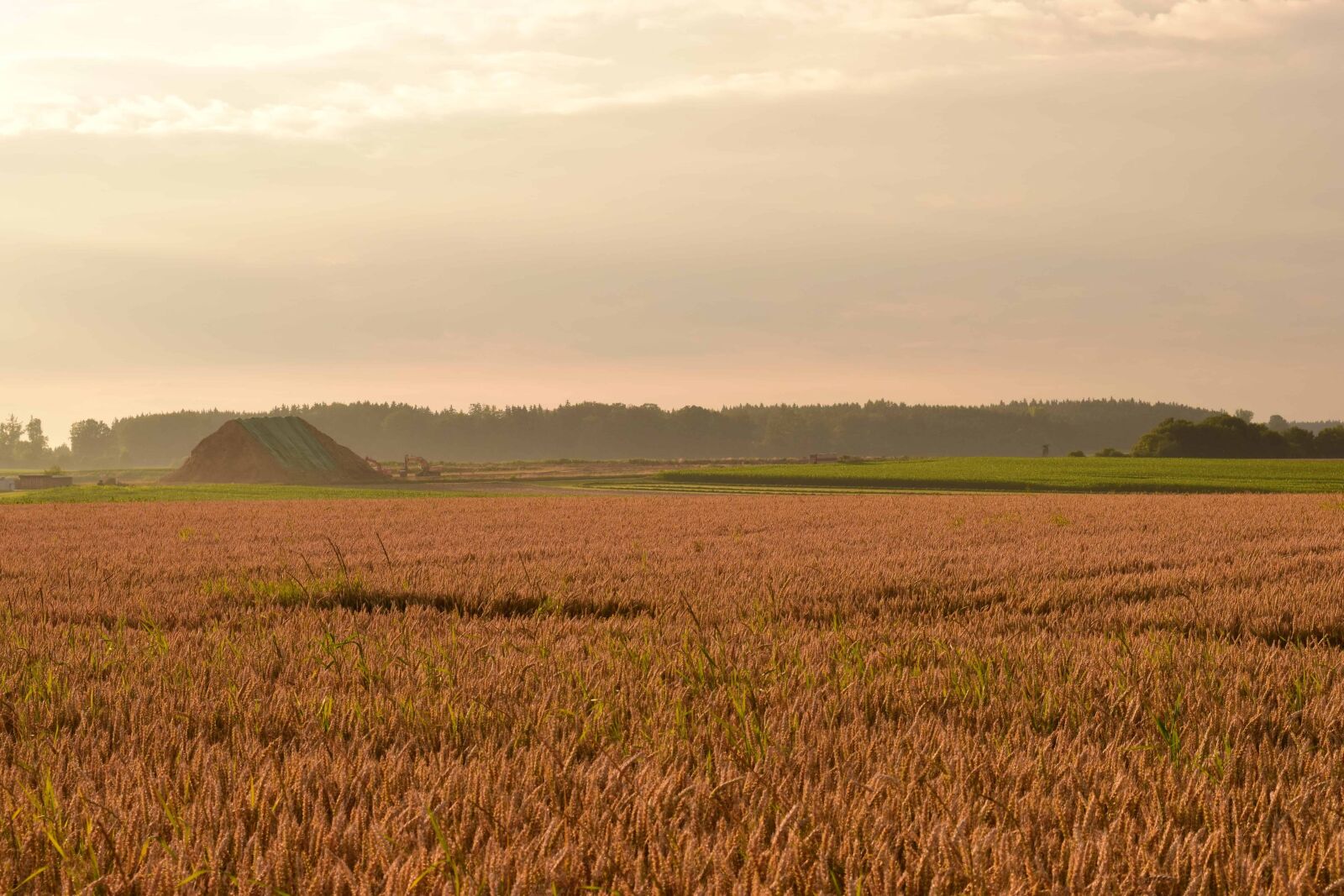Nikon D3300 sample photo. Agriculture, landscape, field, cereal photography