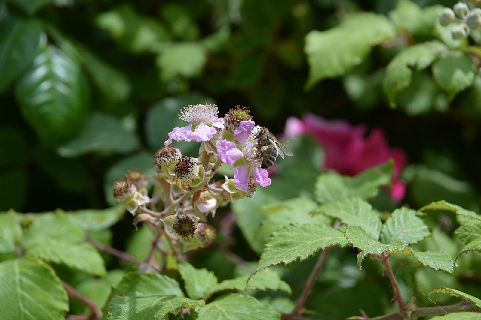 Nikon D5200 sample photo. Flower, bee, foraging photography