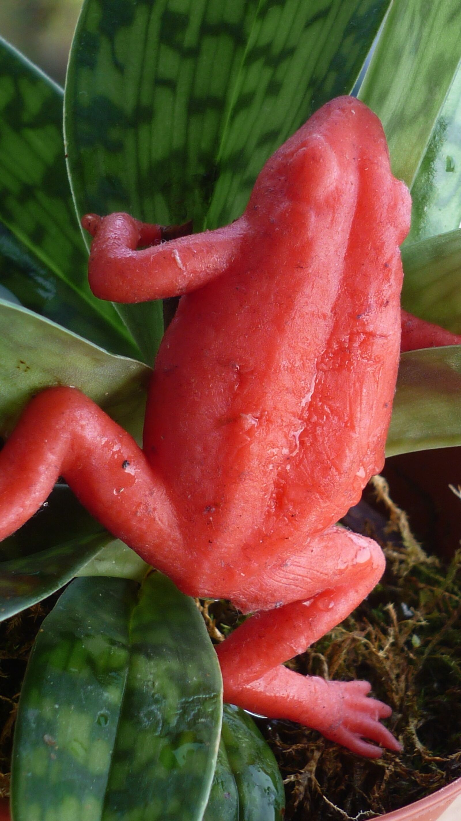 Panasonic Lumix DMC-FS6 sample photo. Strawberry frog, animal, red photography