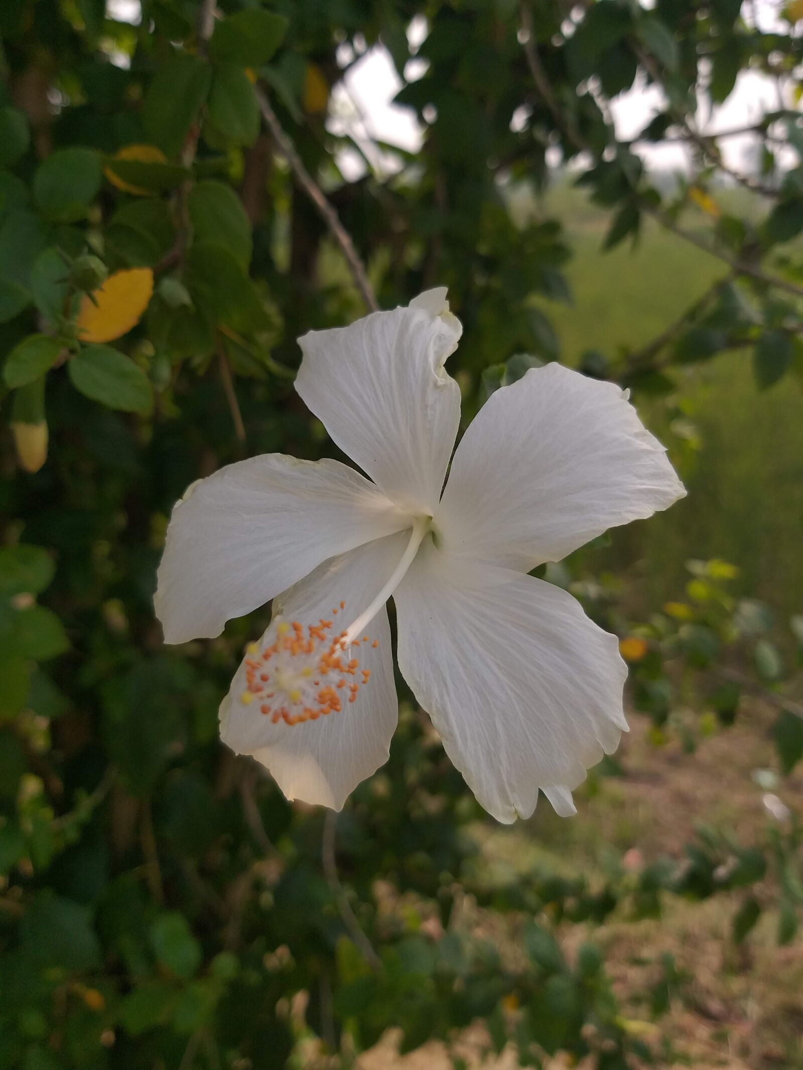 Samsung Galaxy J8 sample photo. Flower, nepal, spring photography