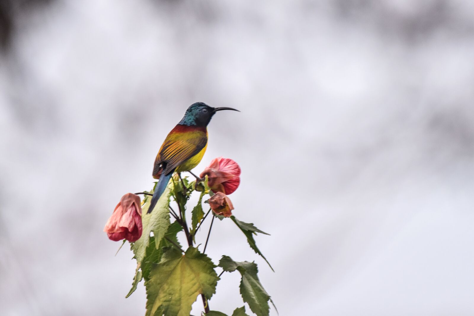 Nikon D810 sample photo. Adorable, africa, african photography
