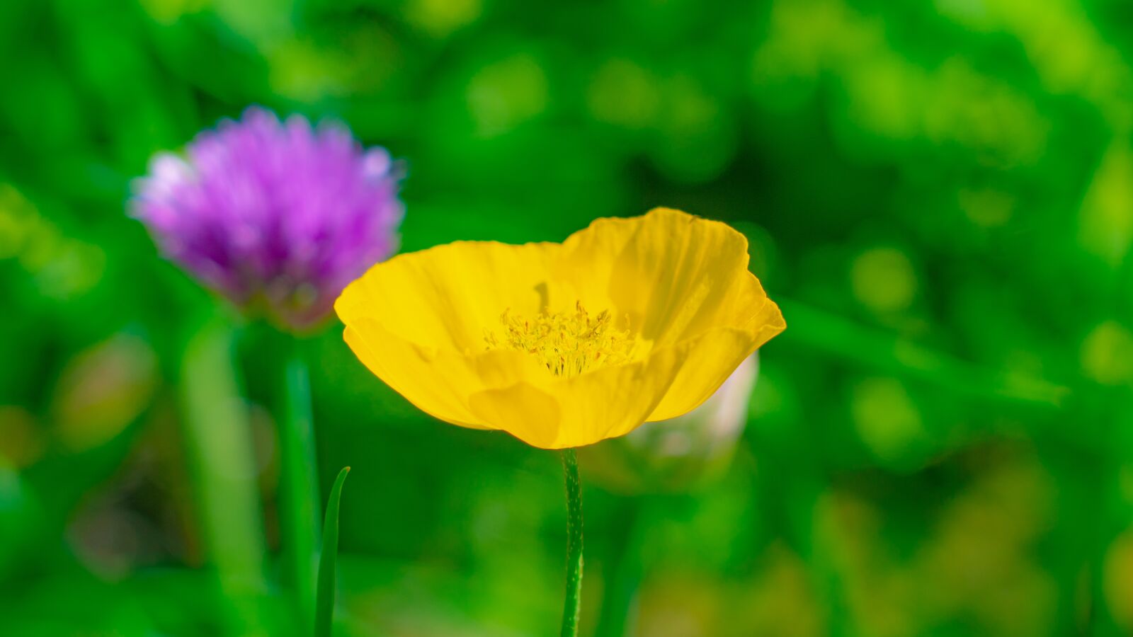 Sony a6500 + Sony FE 24-240mm F3.5-6.3 OSS sample photo. Flower, yellow, pu photography