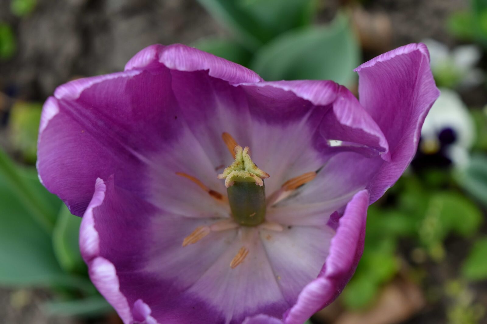 Nikon D5500 sample photo. Ecology, flower bud, horticulture photography