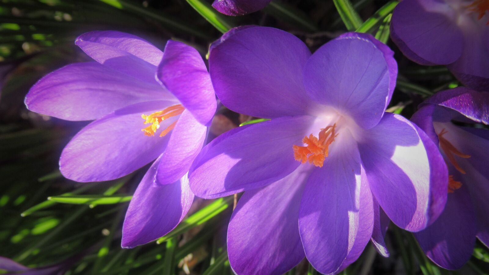 Canon PowerShot SX620 HS sample photo. Crocus, flower, purple photography