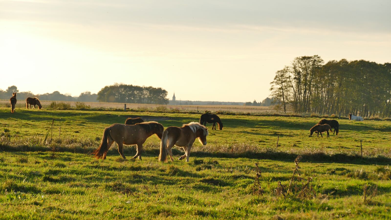 Panasonic Lumix DMC-FZ1000 sample photo. Nature, animals, horses photography