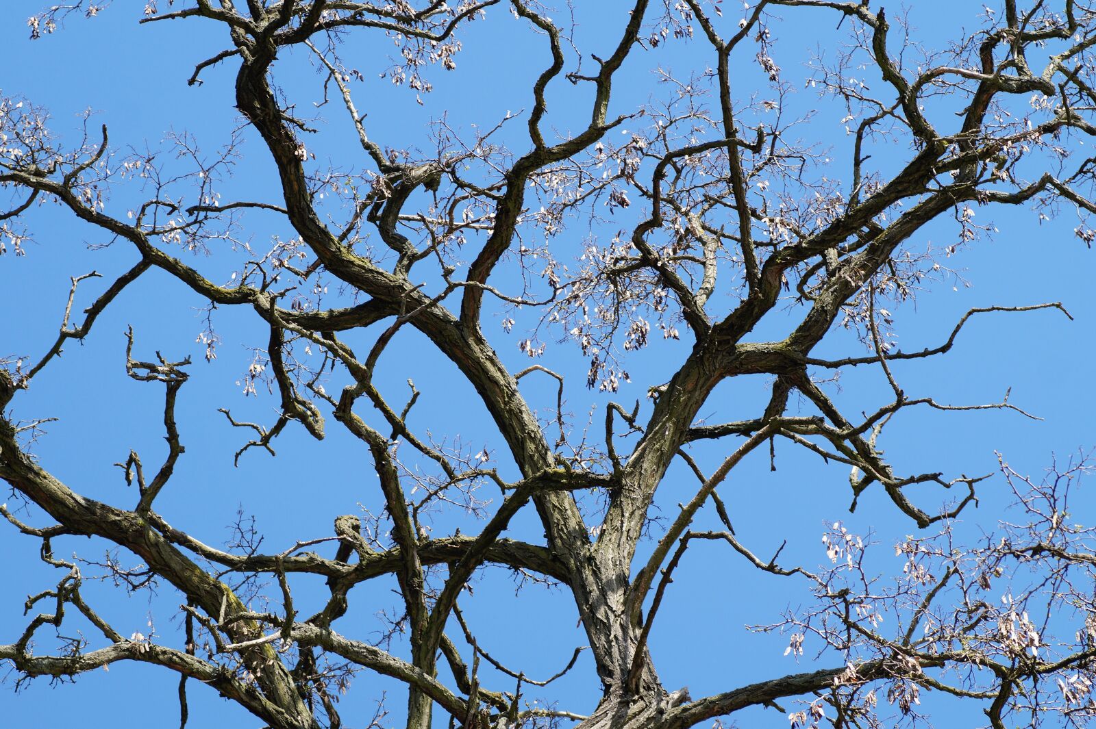Sony SLT-A58 sample photo. Acacia, withered, old photography