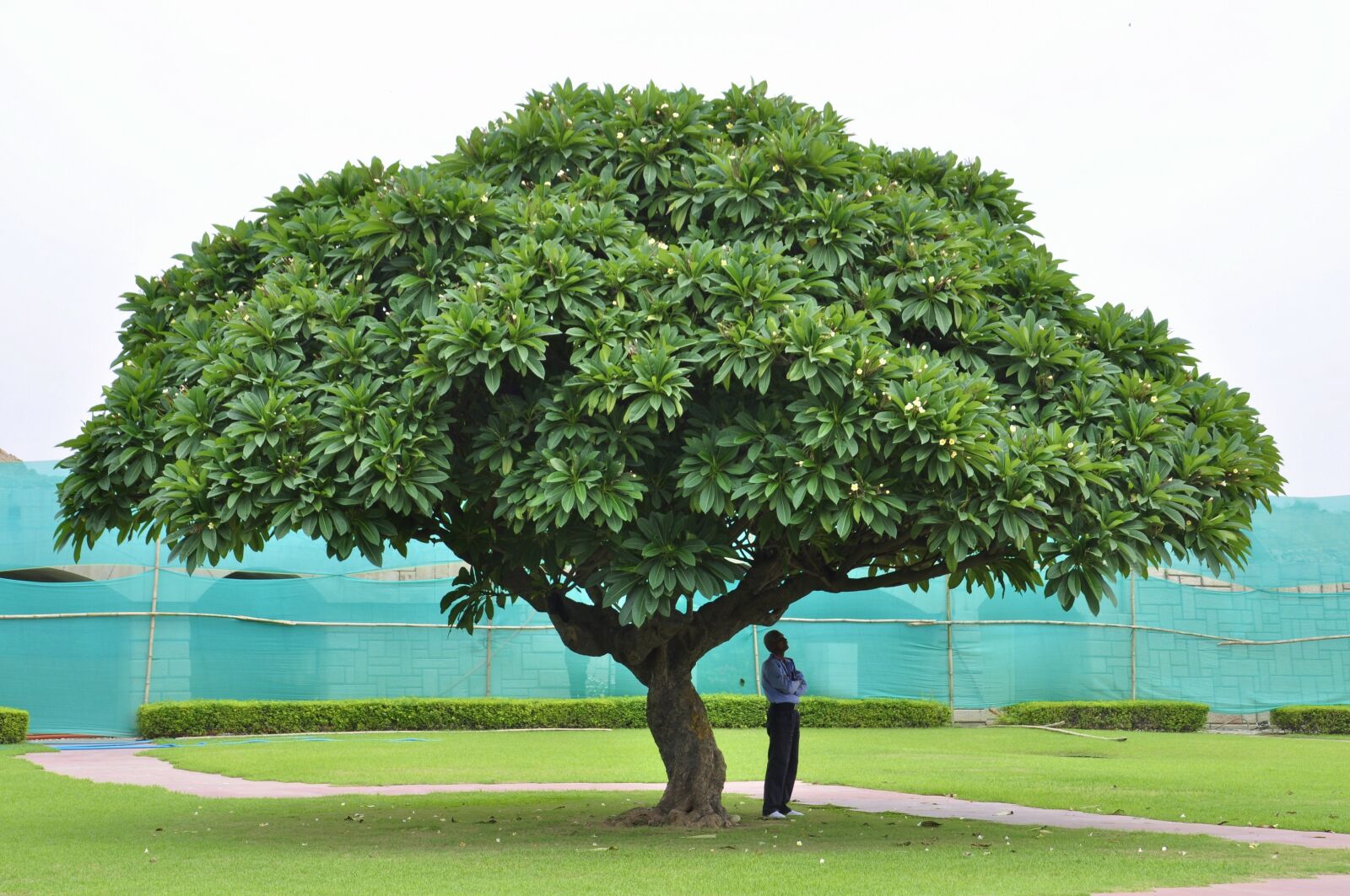 Nikon D5000 sample photo. India, tree, nature photography