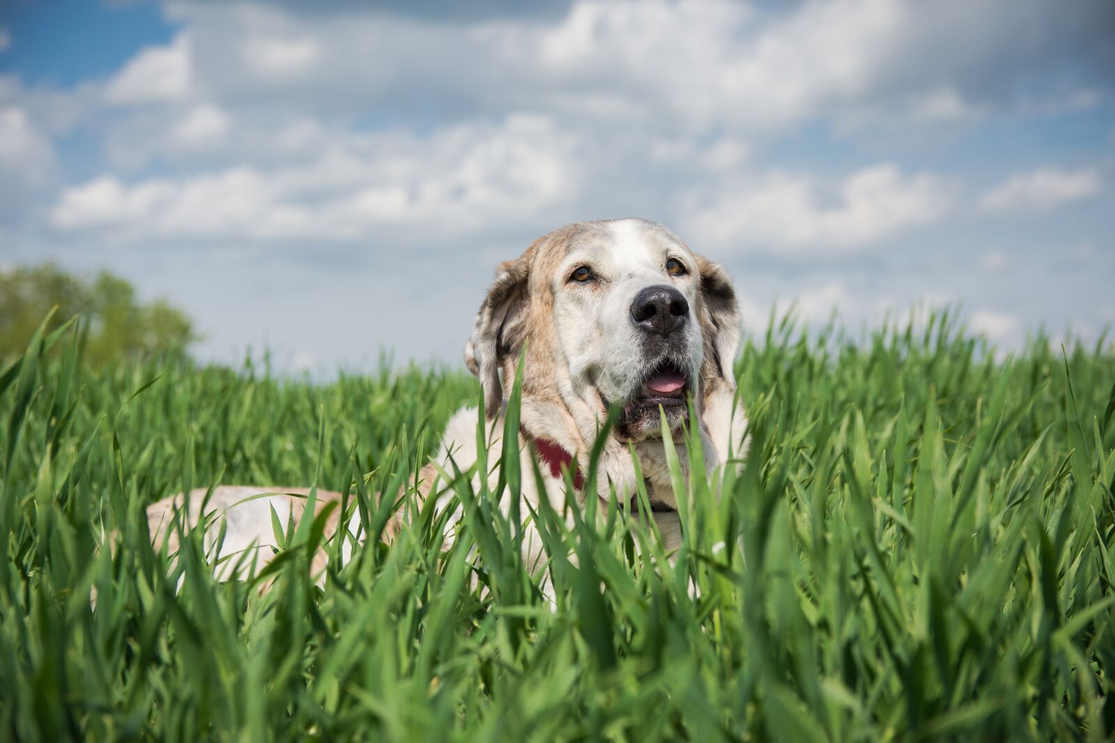 Nikon D7200 sample photo. Dog, meadow, dog portrait photography