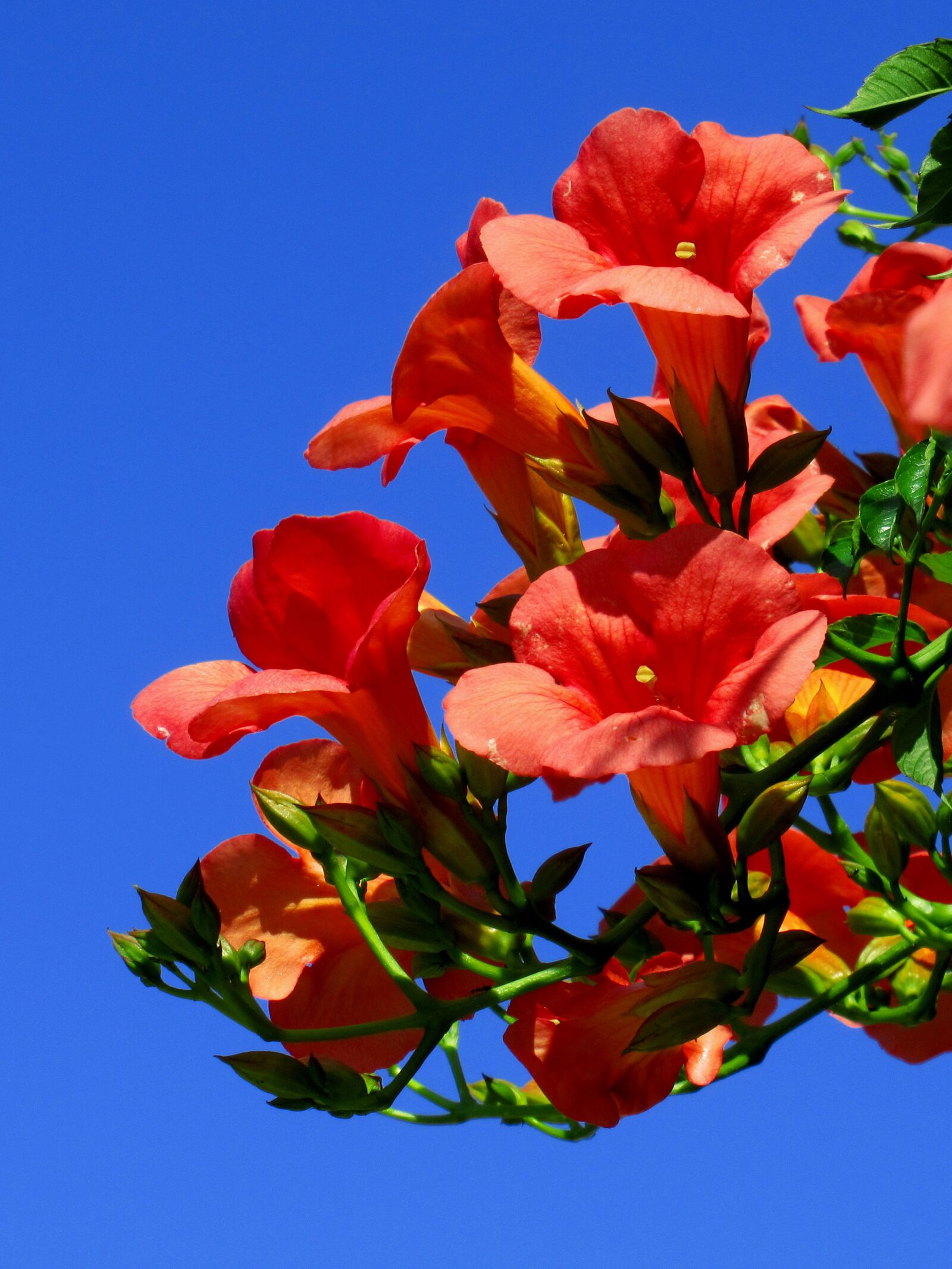 Canon PowerShot SX620 HS sample photo. Flowers, red, sky photography