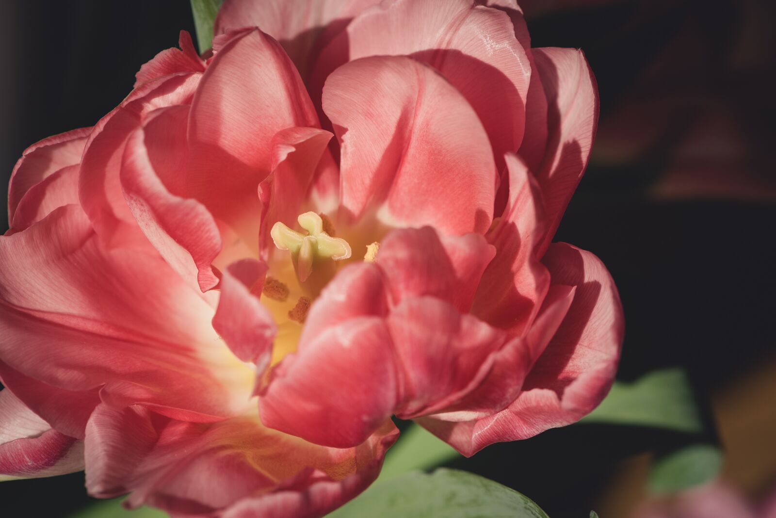 Nikon D750 sample photo. Blossom, bloom, petals photography