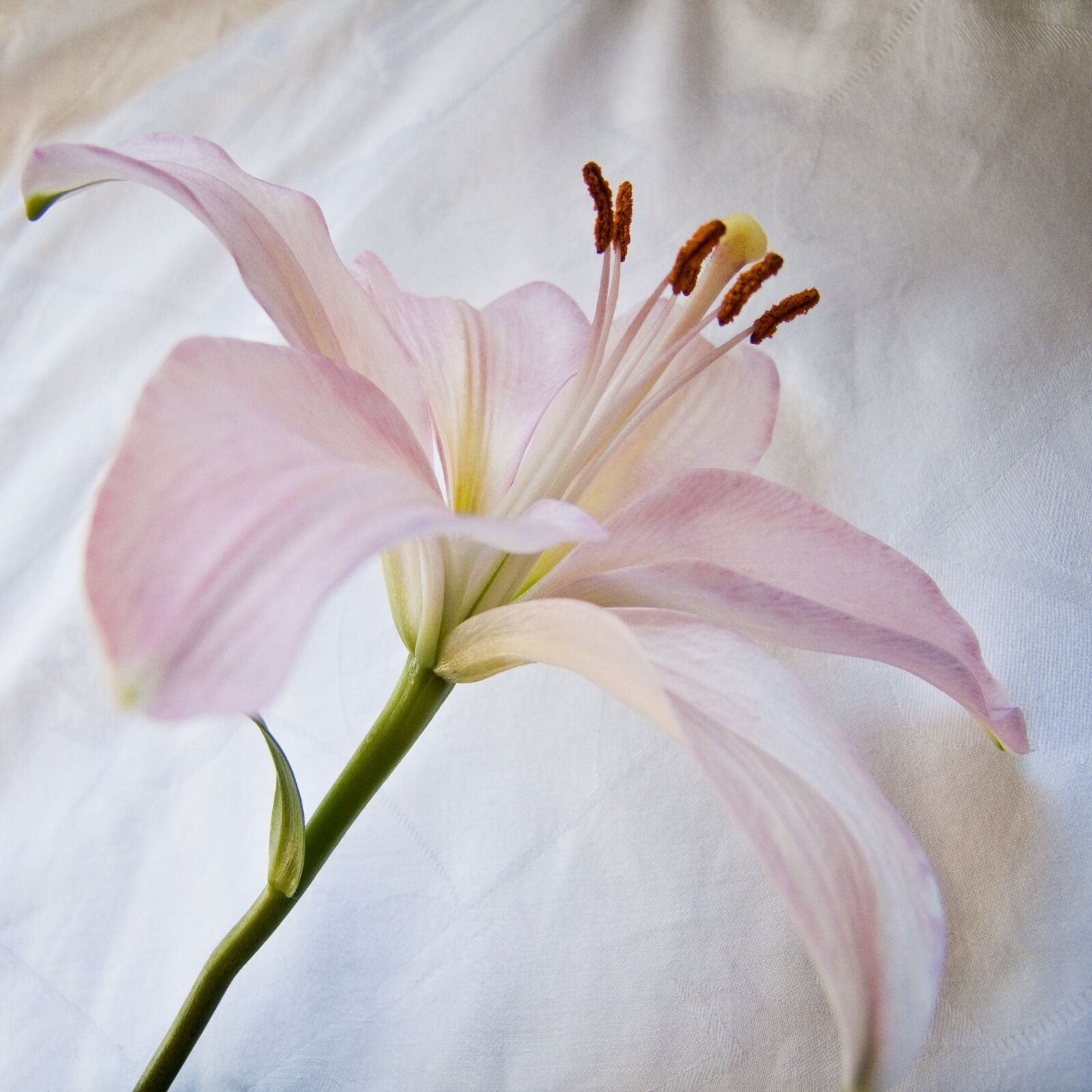 Fujifilm FinePix S100fs sample photo. Pink, lily, flower photography