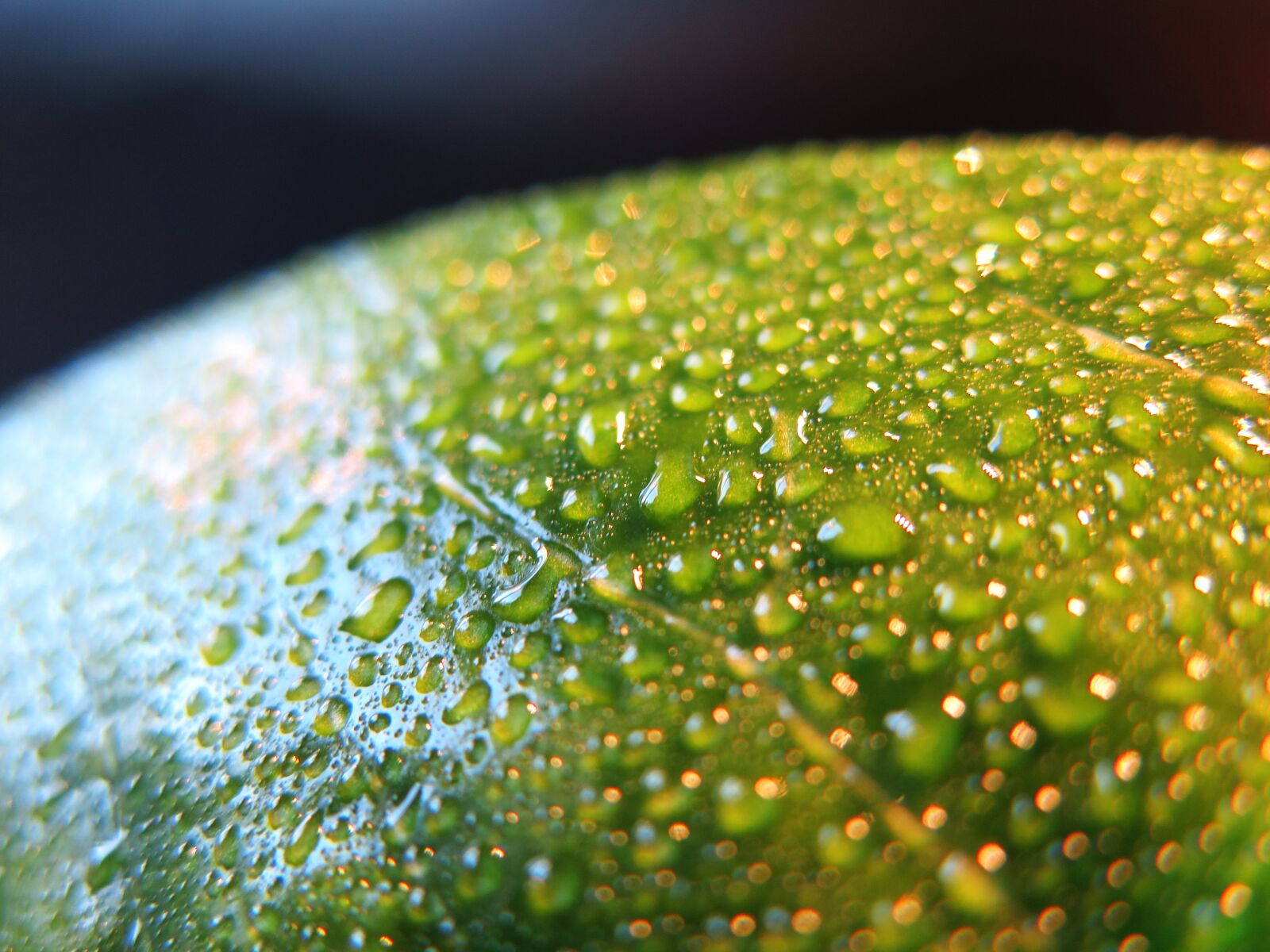 Canon PowerShot G16 sample photo. Leaf, plant, green photography