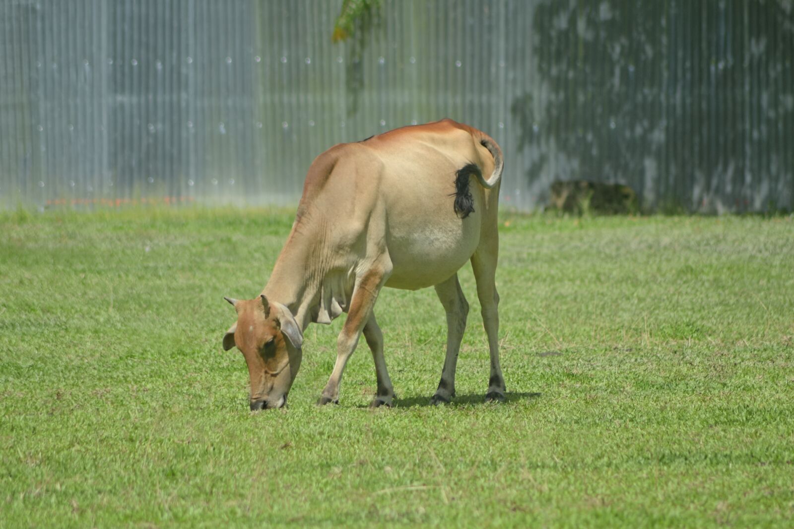 Nikon D3100 sample photo. Cow, mammal, animal photography