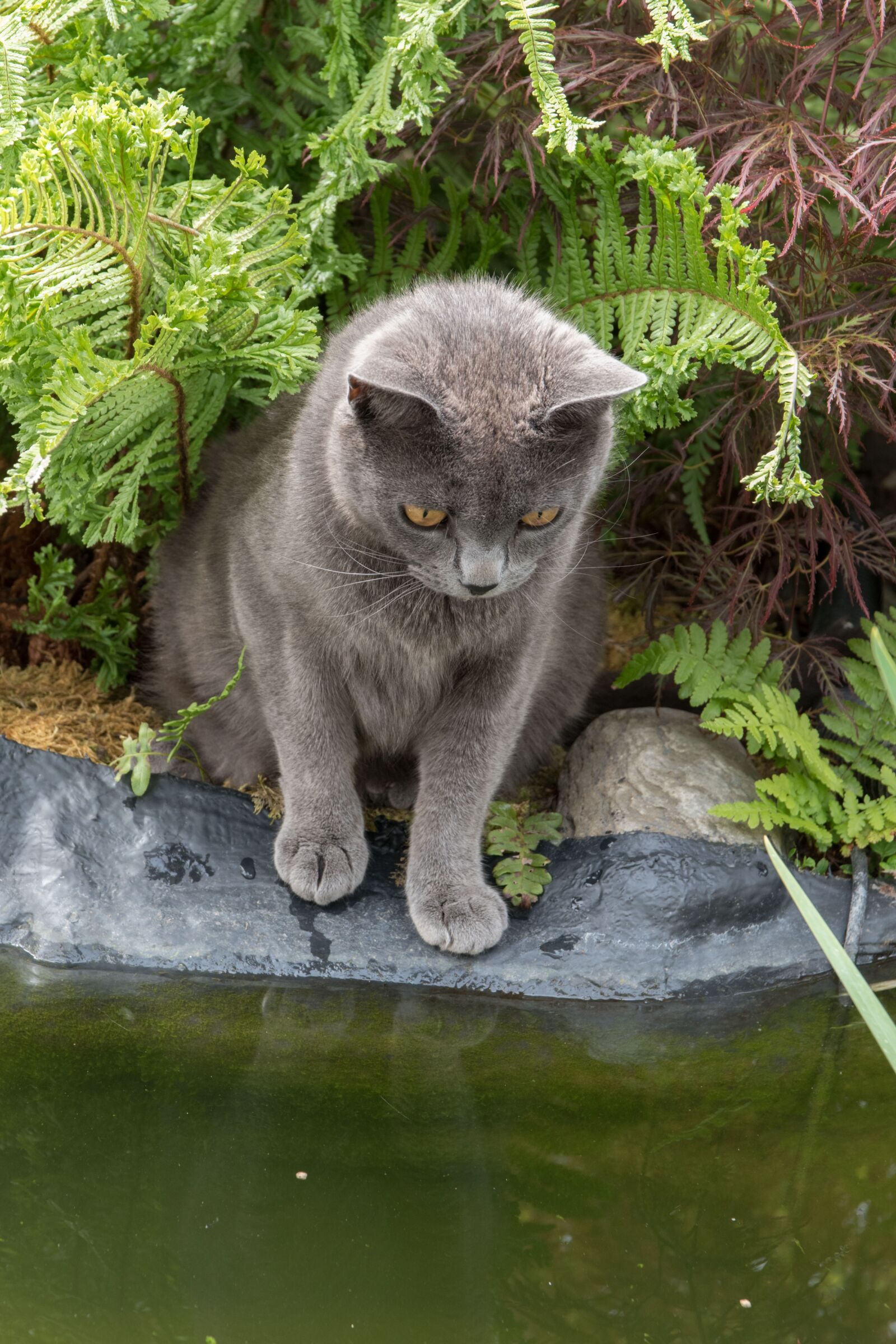 Nikon D5500 sample photo. Cat, carthusian, pets photography