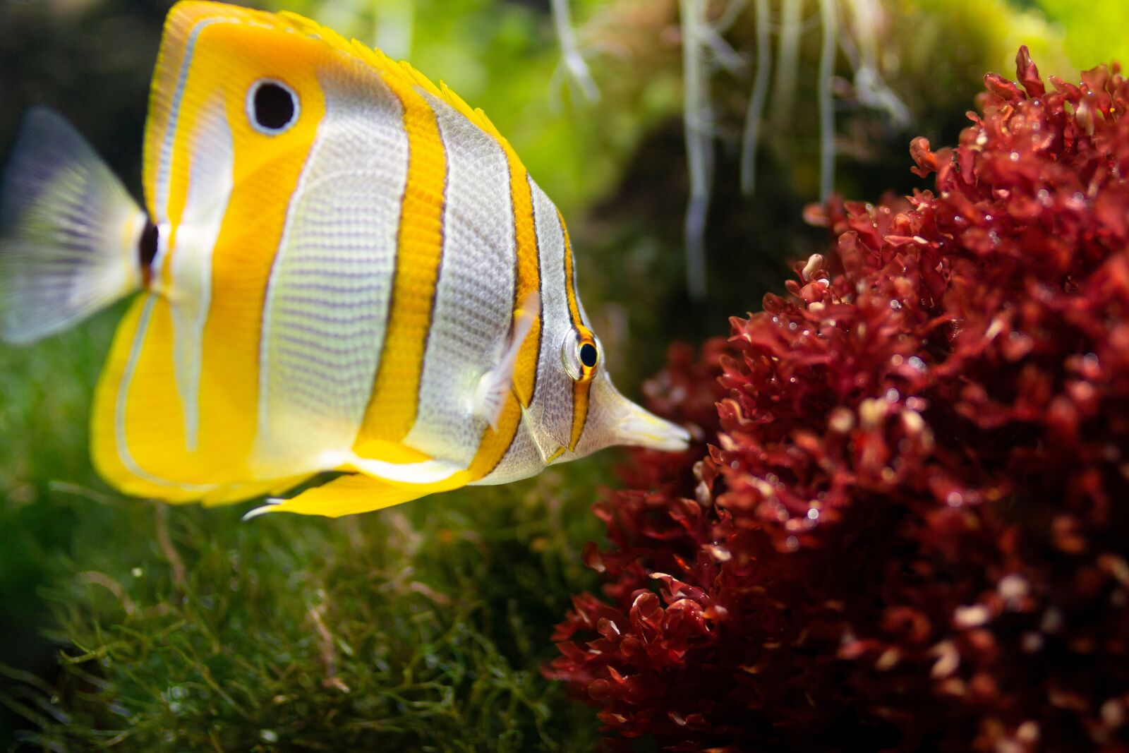 Canon EOS 700D (EOS Rebel T5i / EOS Kiss X7i) sample photo. Fish, aquarium, underwater photography