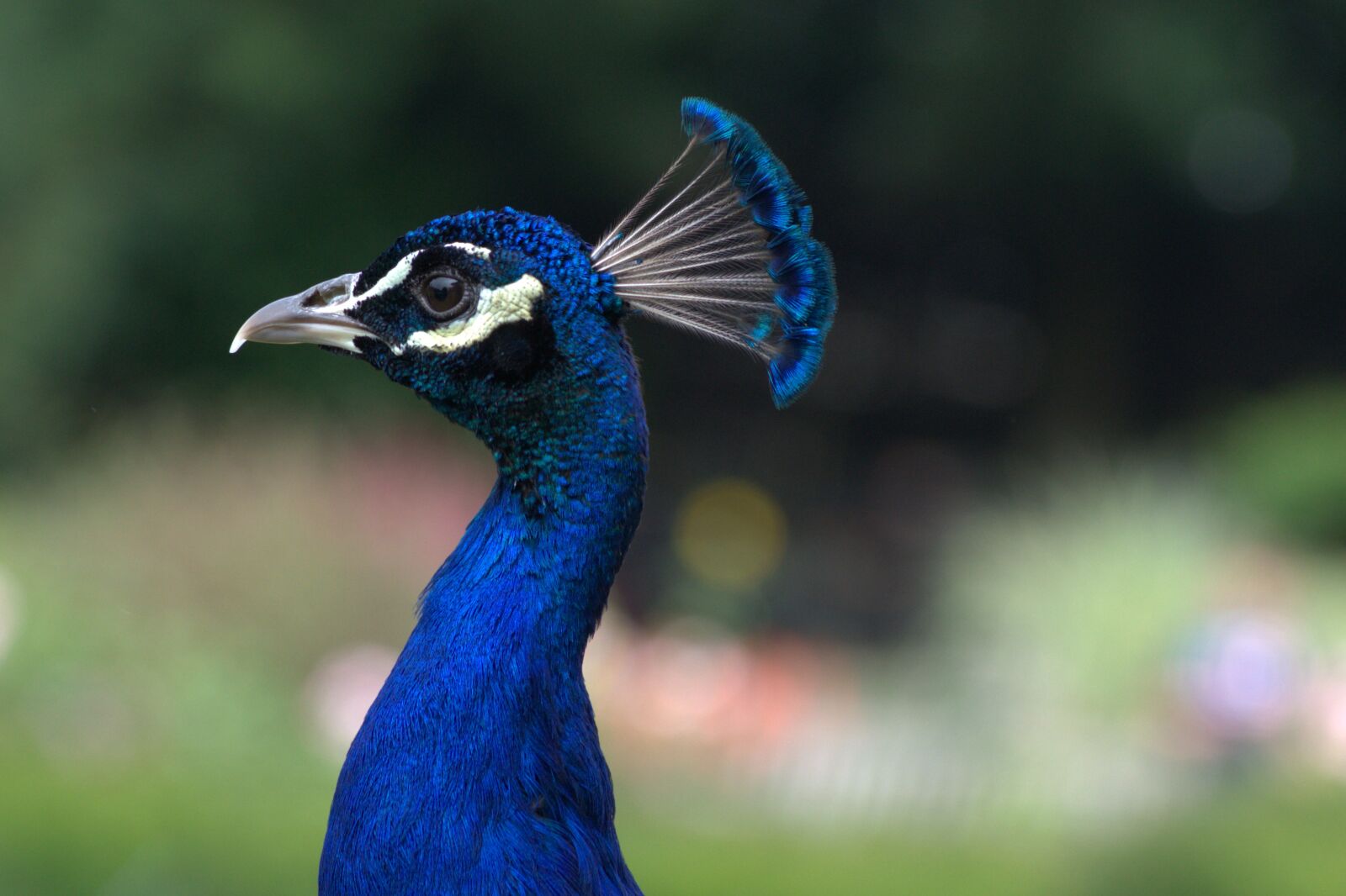Nikon D3300 sample photo. Peacock, head, bird photography