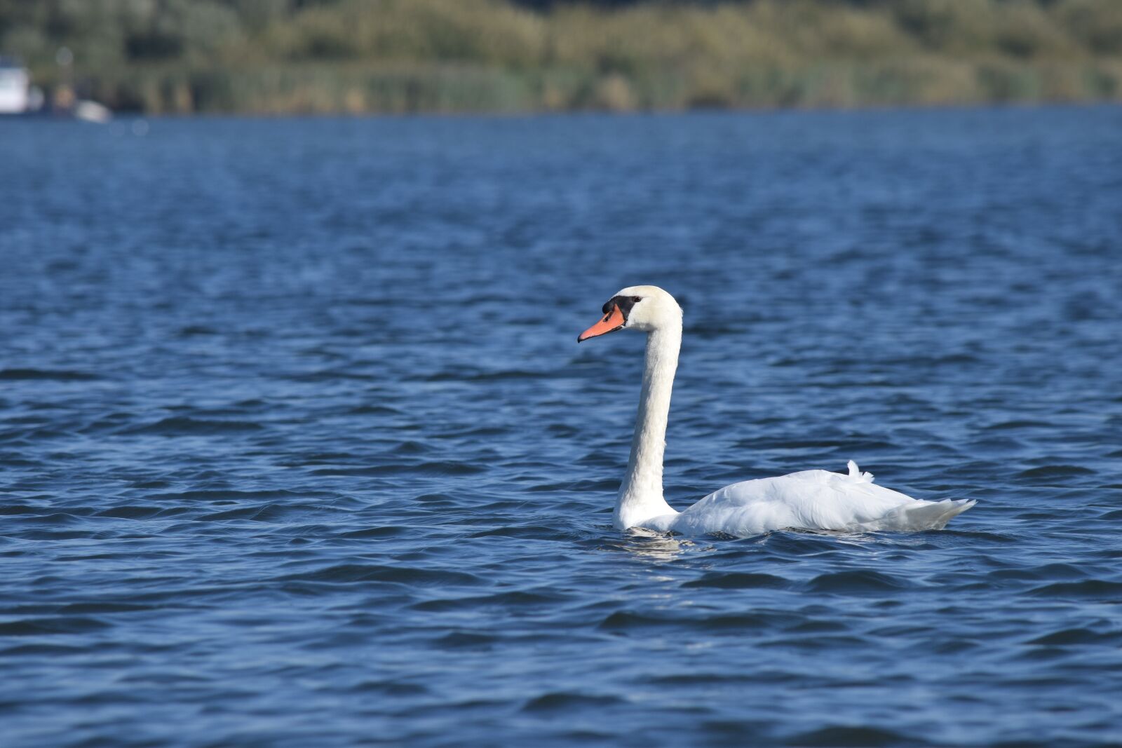 Nikon D5300 sample photo. Swan, water, nature photography