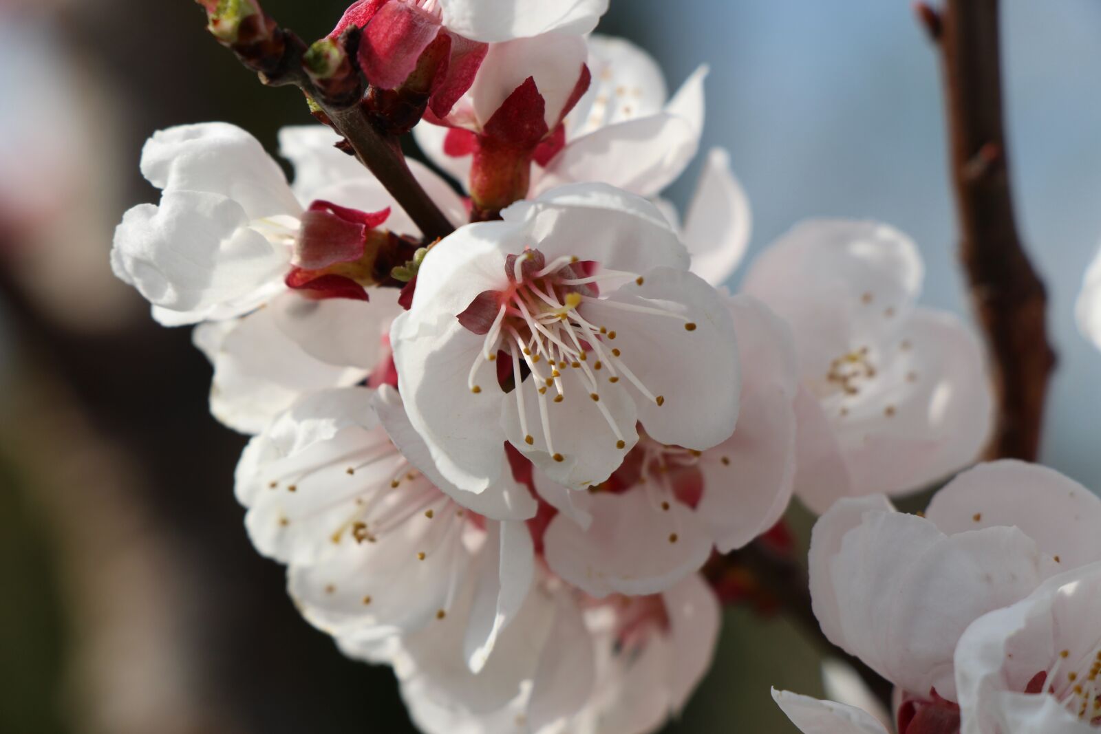 Canon EOS 700D (EOS Rebel T5i / EOS Kiss X7i) sample photo. Flower, cherry wood, branch photography