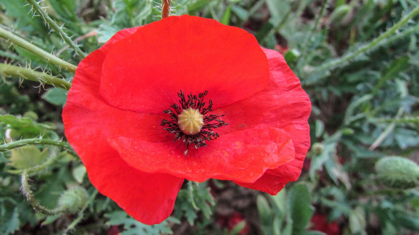 Canon PowerShot SX400 IS sample photo. Poppy, flower, spring photography