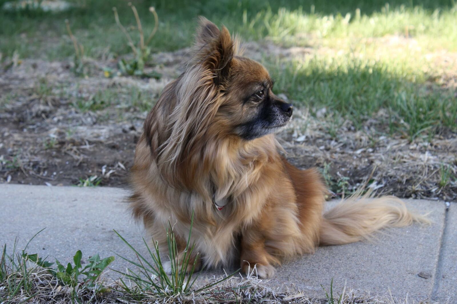 f/3.5-5.6 IS sample photo. Purebred, canine, pet, cute photography