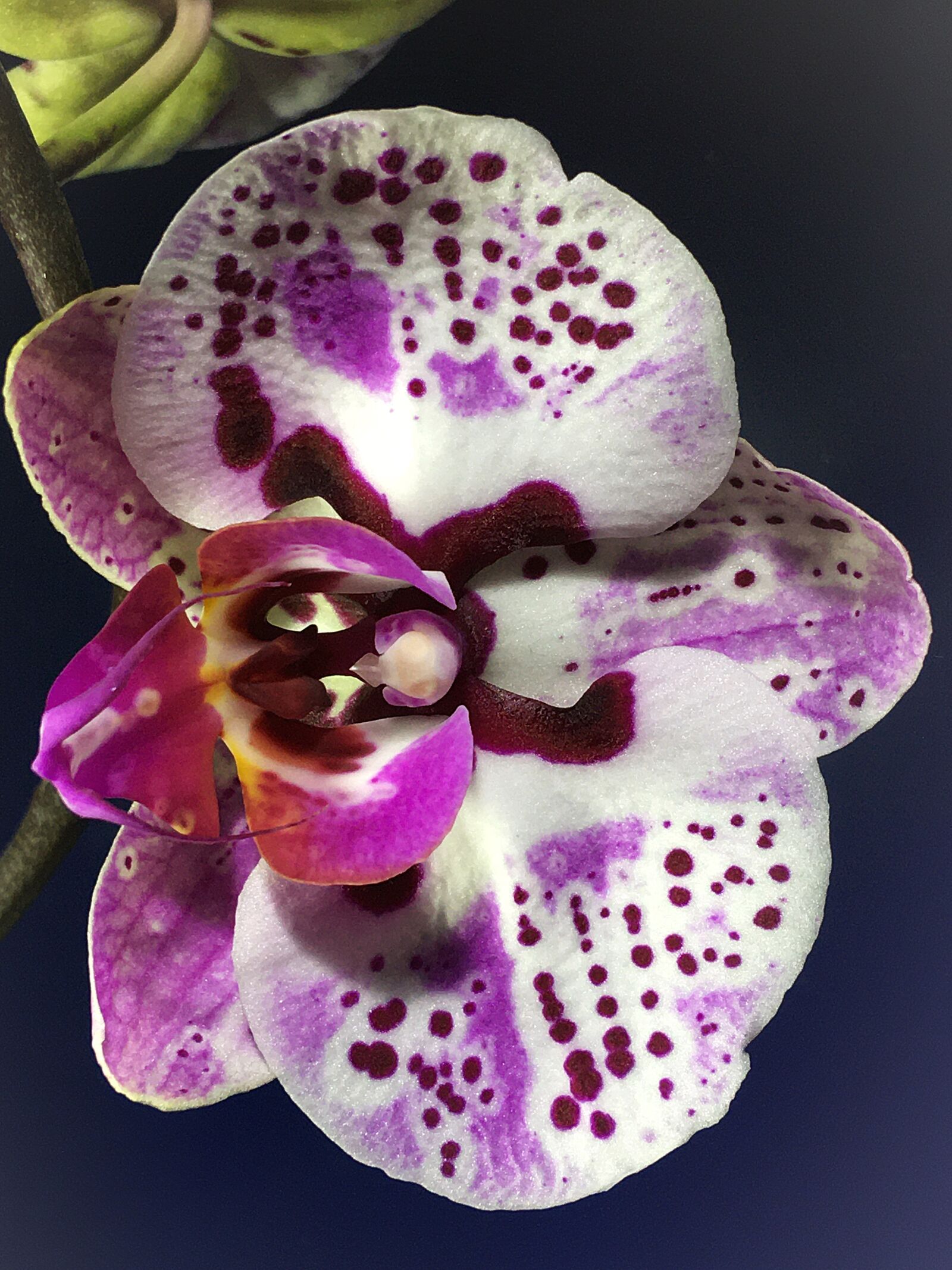 Apple iPhone 6s Plus sample photo. Orchid, orchidaceae, petals photography