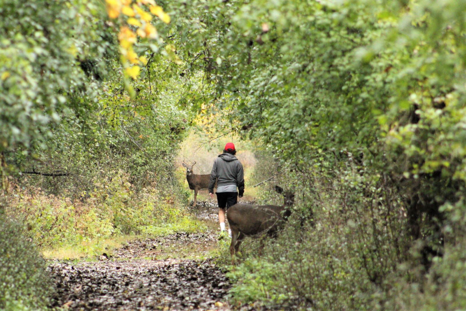 Canon EOS 1300D (EOS Rebel T6 / EOS Kiss X80) sample photo. Deer, guy, shorts photography