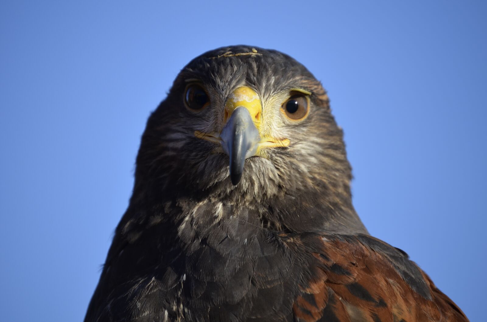 Nikon D5100 sample photo. Adler, bill, raptor photography