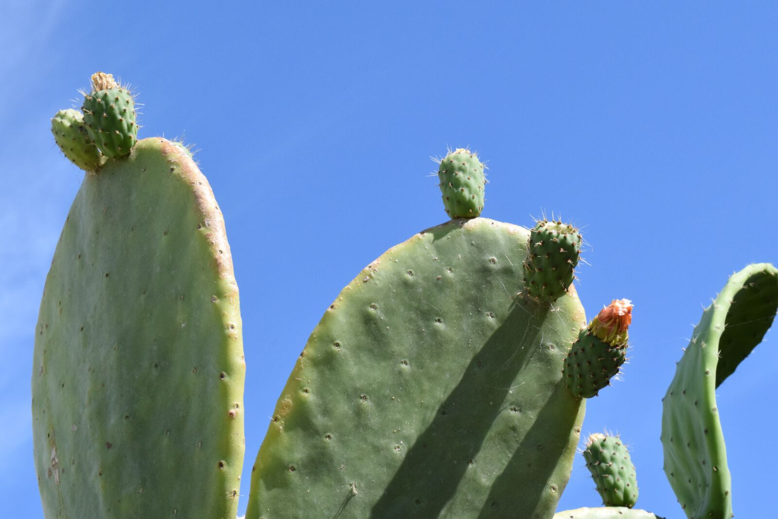 Nikon D3300 sample photo. Prickly pear, cactus, spur photography