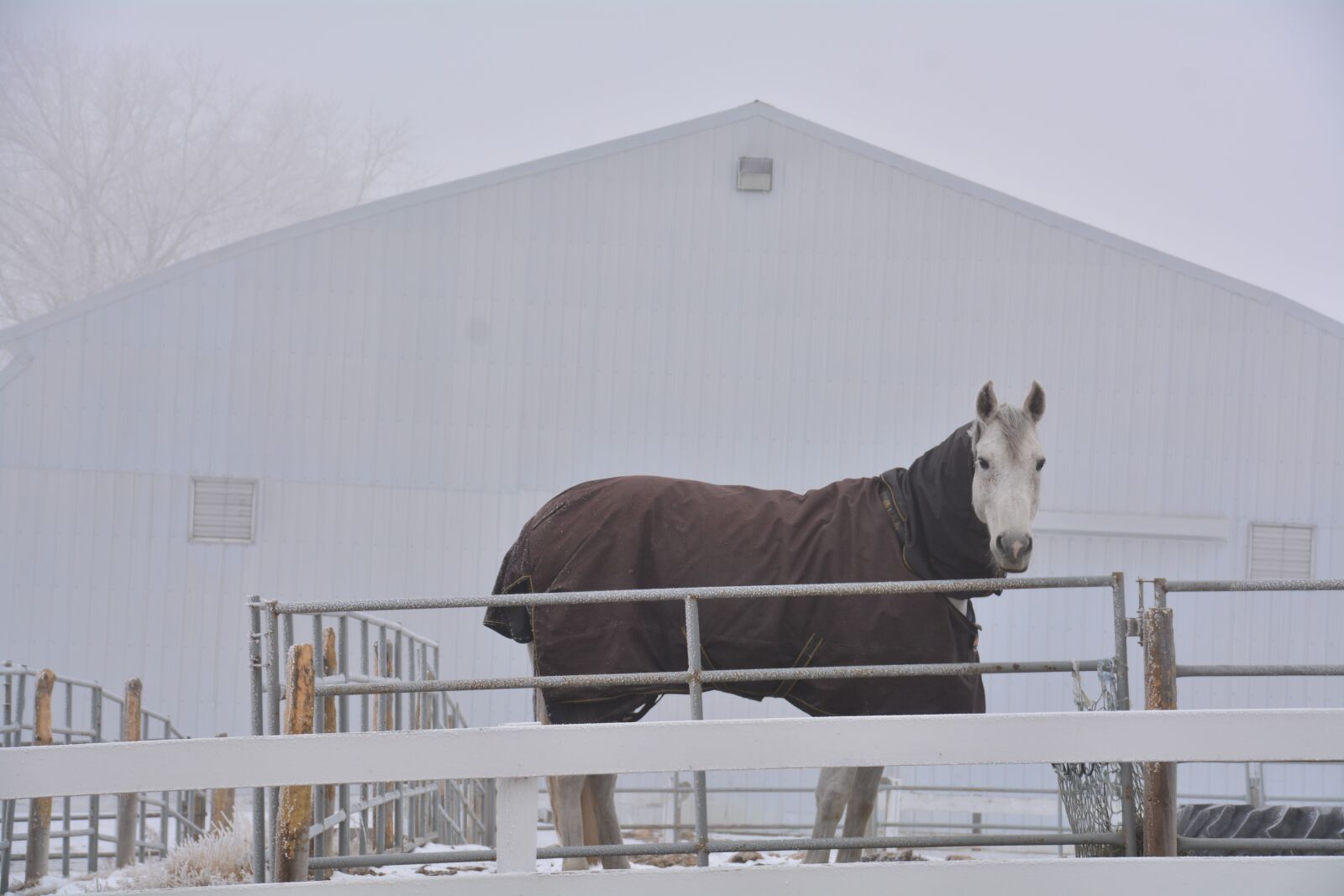 Nikon D5200 sample photo. Alberta, horse, winter photography
