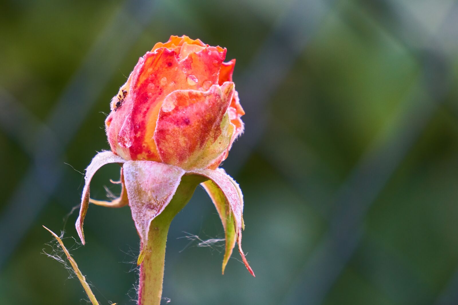 Sony E 55-210mm F4.5-6.3 OSS sample photo. Rose, blossom, bloom photography