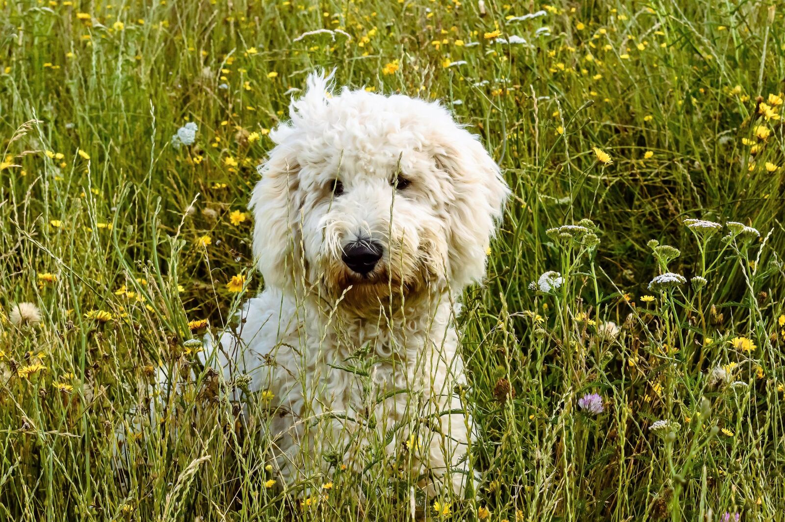 Nikon D3200 sample photo. Dog, hybrid, animal photography