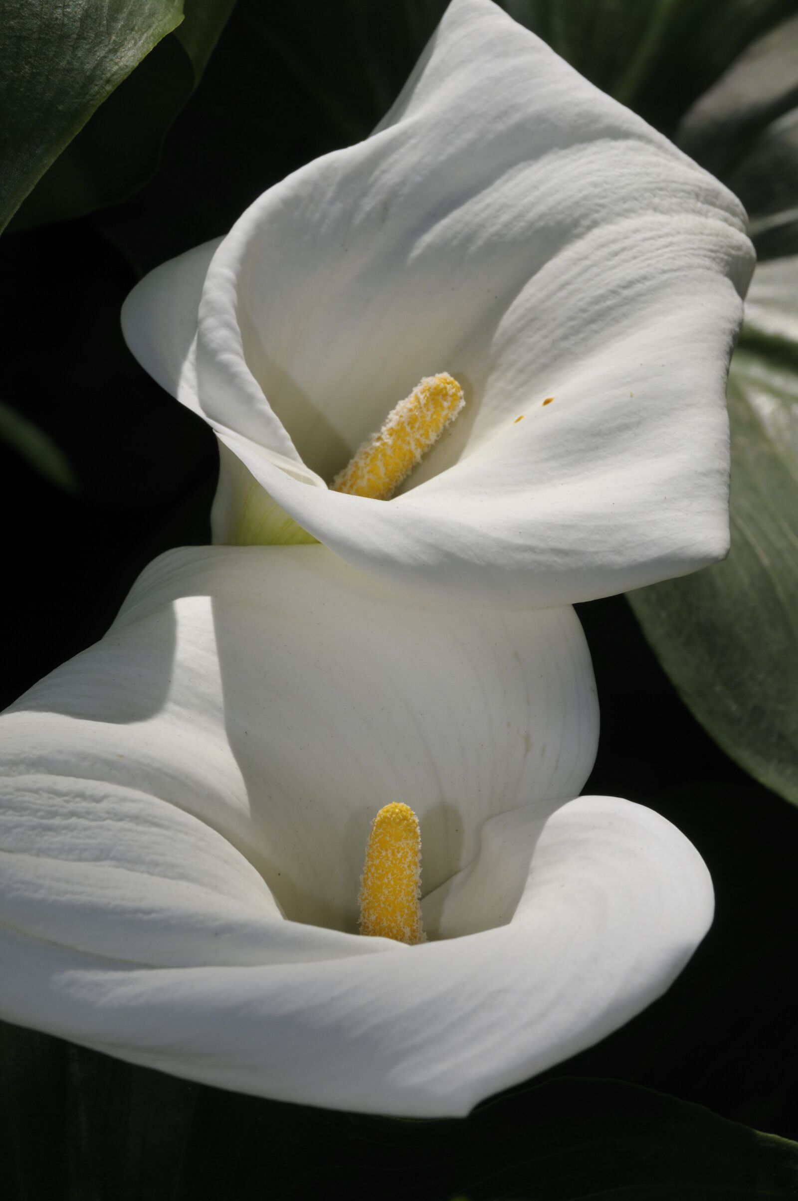 Nikon D300 sample photo. Orchid, flower, blossom photography