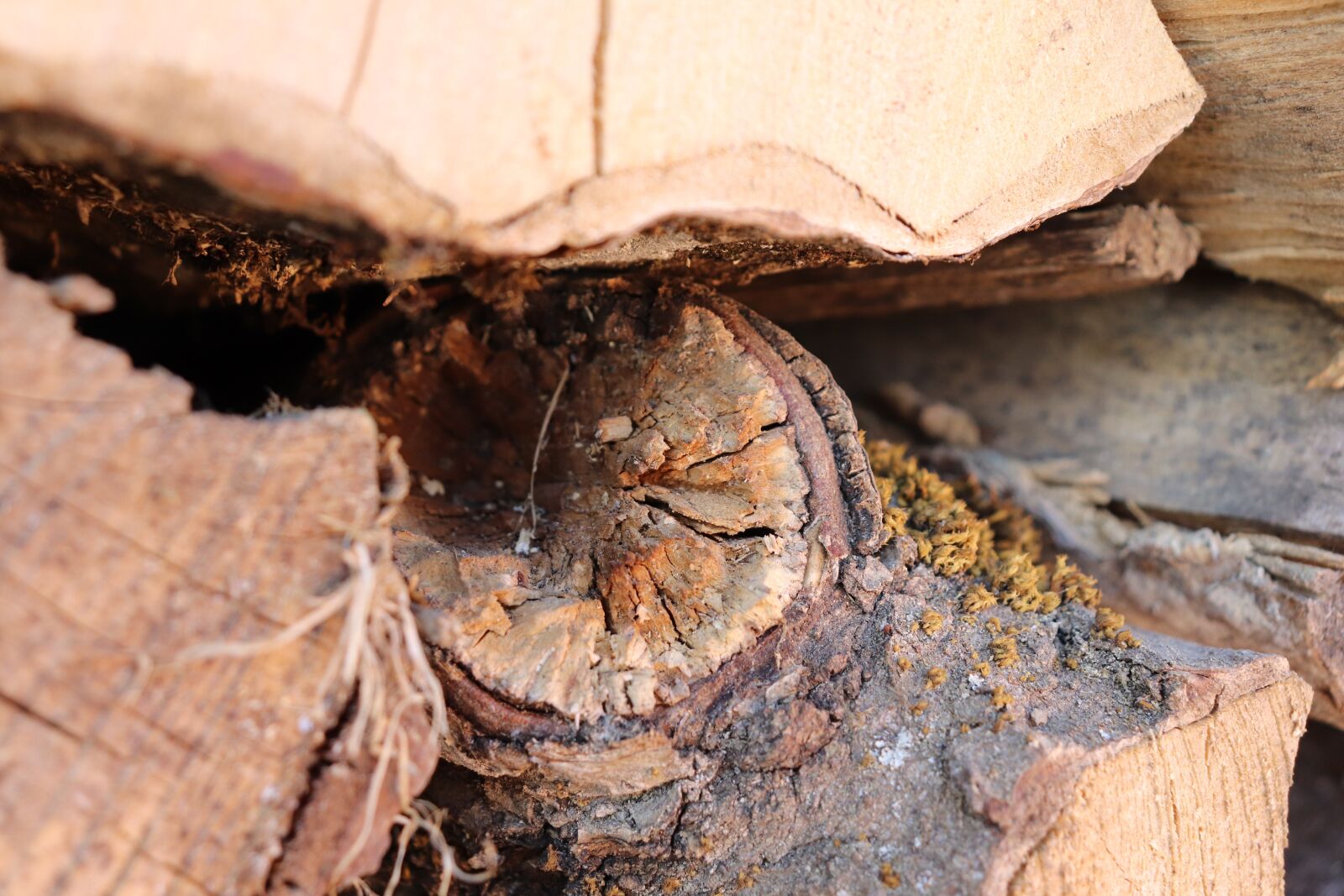 Canon EOS 800D (EOS Rebel T7i / EOS Kiss X9i) sample photo. Wood, fire, firewood photography