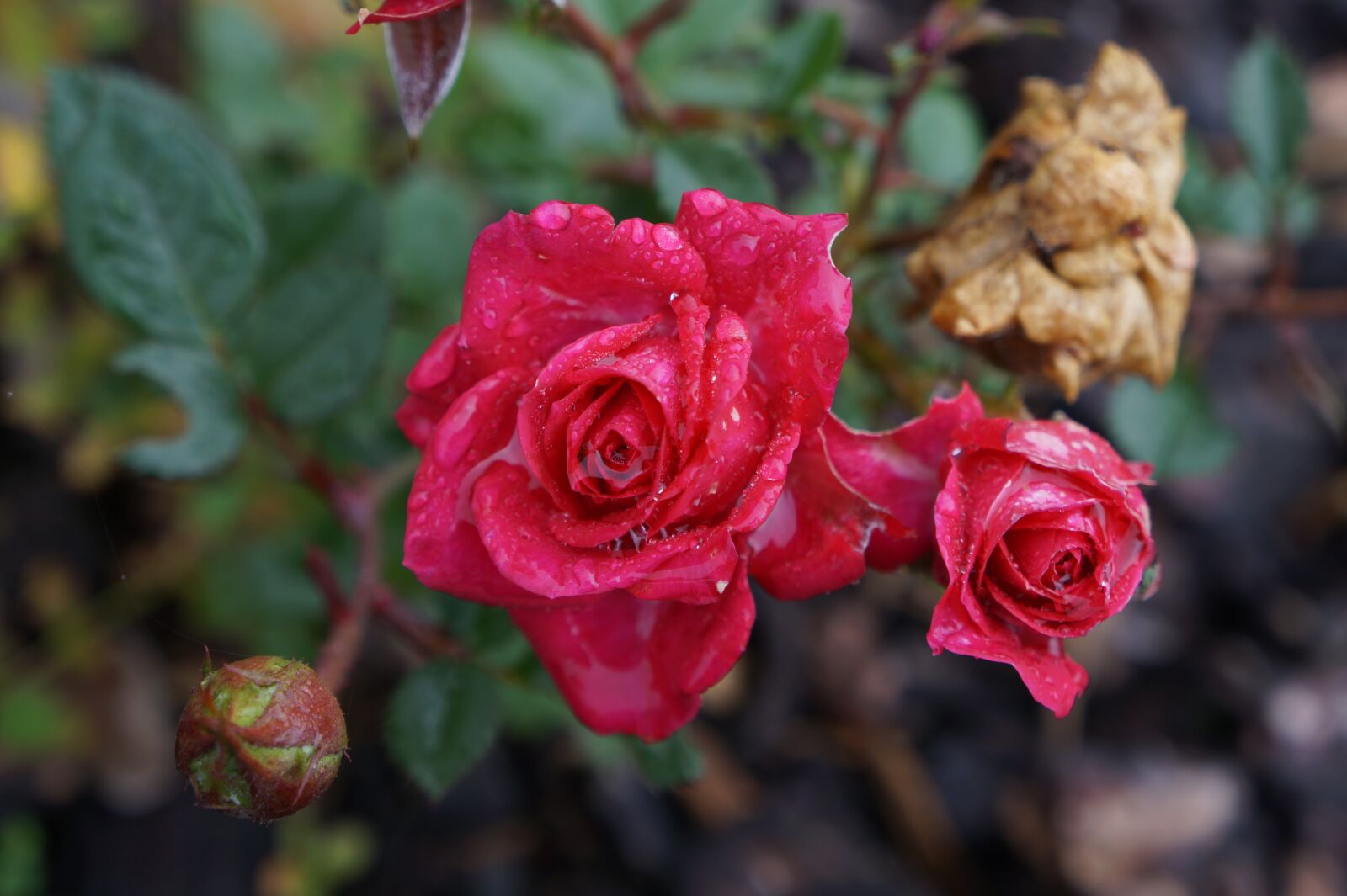 Sony Alpha a3000 sample photo. Rose, rain, drip photography