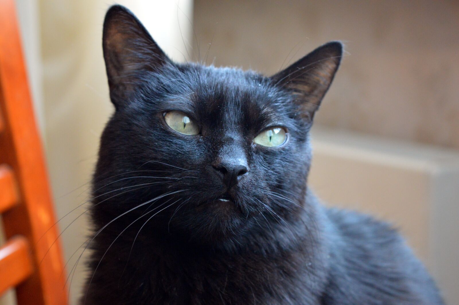 Nikon D3200 sample photo. Cat, home, cat looking photography