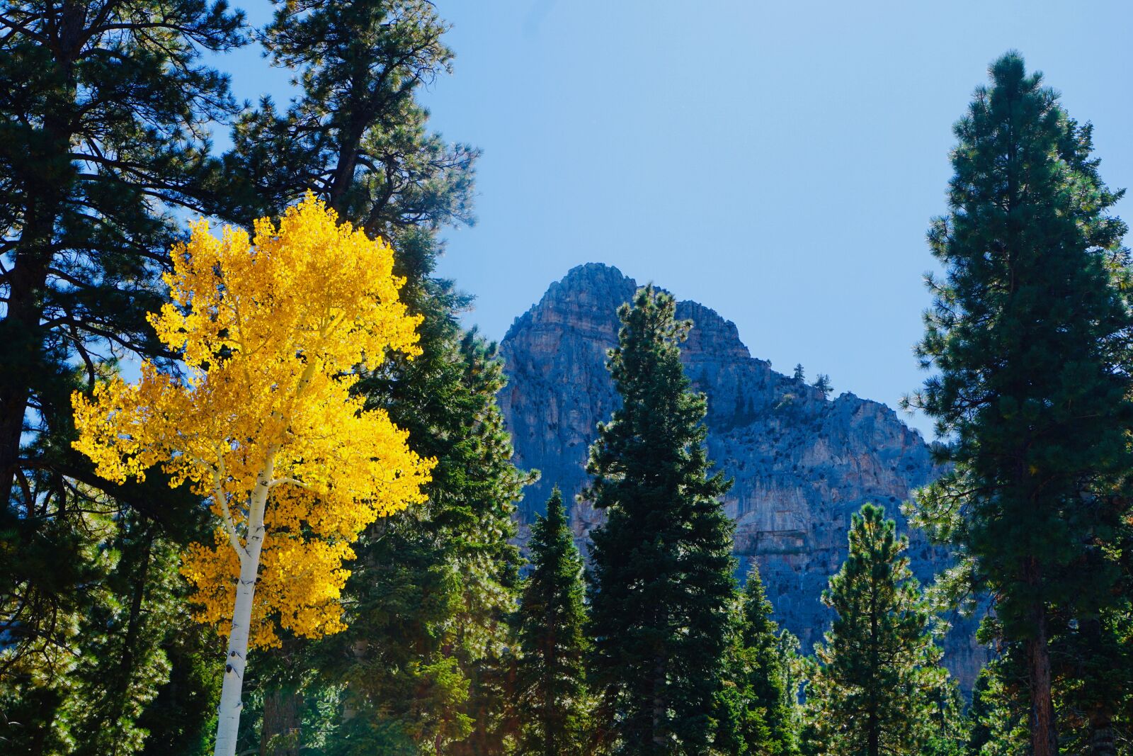 Sony a6000 + Sony E 18-55mm F3.5-5.6 OSS sample photo. Trees, yellow tree, autumn photography