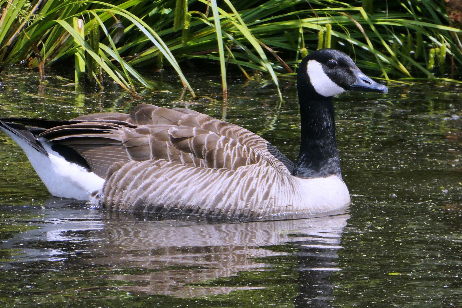 Panasonic Lumix DC-ZS70 (Lumix DC-TZ90) sample photo. Canadian goose, goose, waterfowl photography