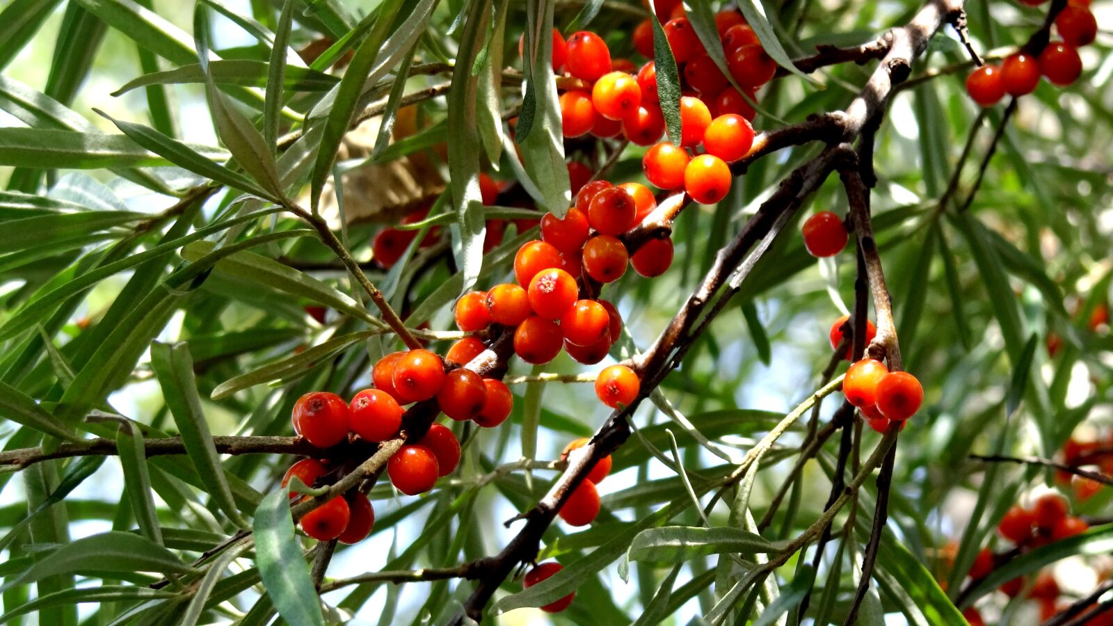 Sony Cyber-shot DSC-HX100V sample photo. Nature, plants, berry photography