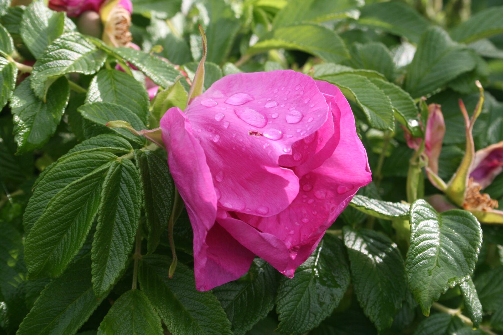 Canon EOS 400D (EOS Digital Rebel XTi / EOS Kiss Digital X) sample photo. Roses, smell, love photography