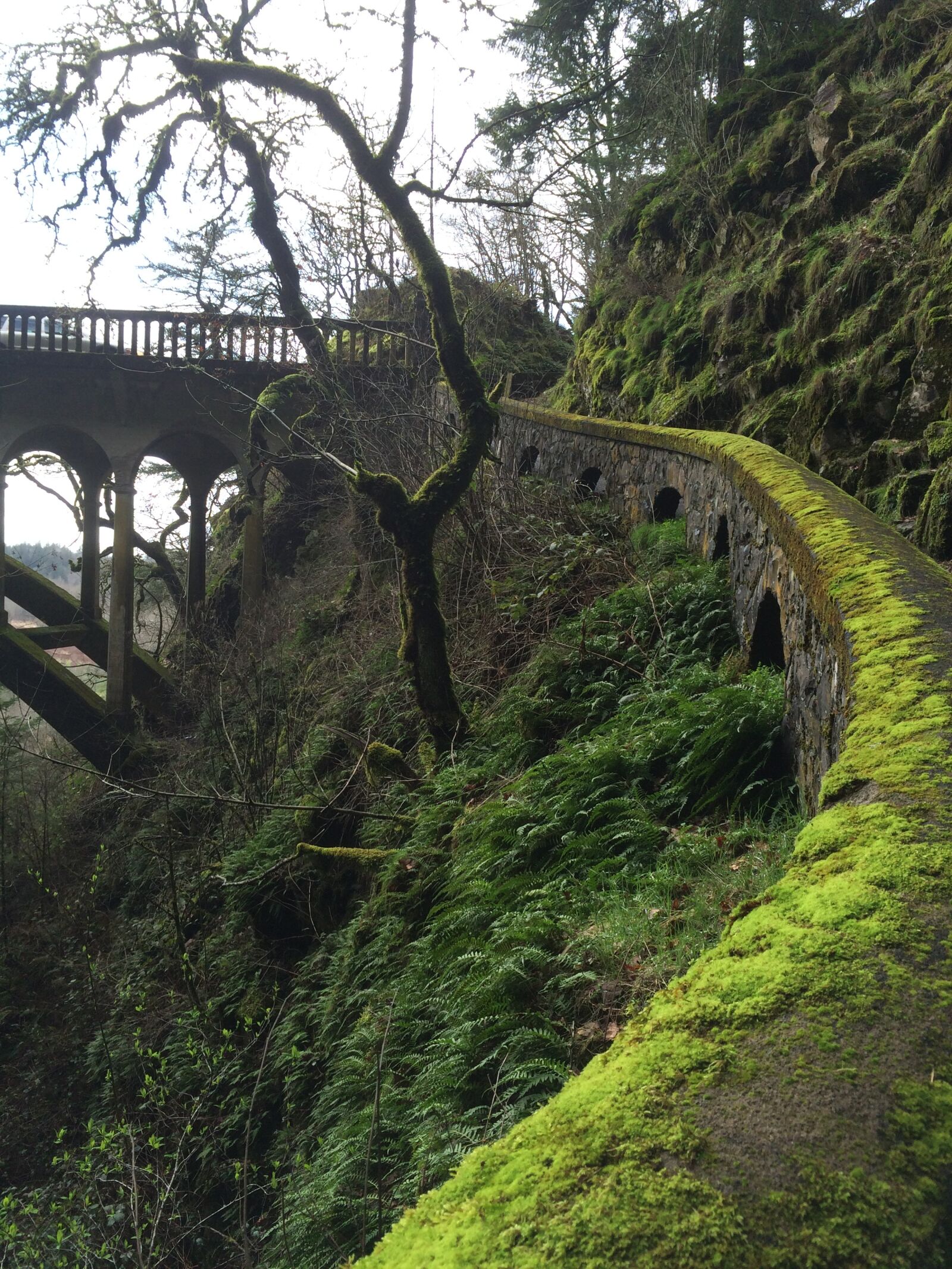 iPhone 5s back camera 4.15mm f/2.2 sample photo. Moss, trail, bridge photography