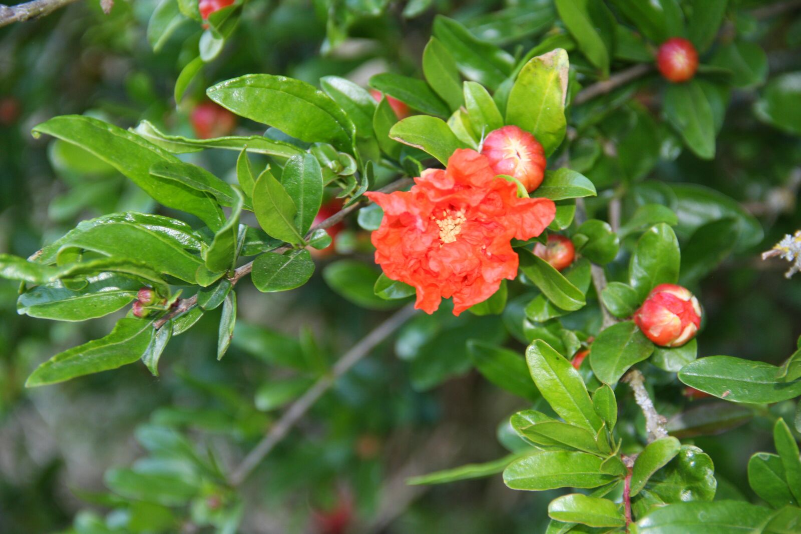 Canon EOS 40D sample photo. Grenadier, flower, red photography