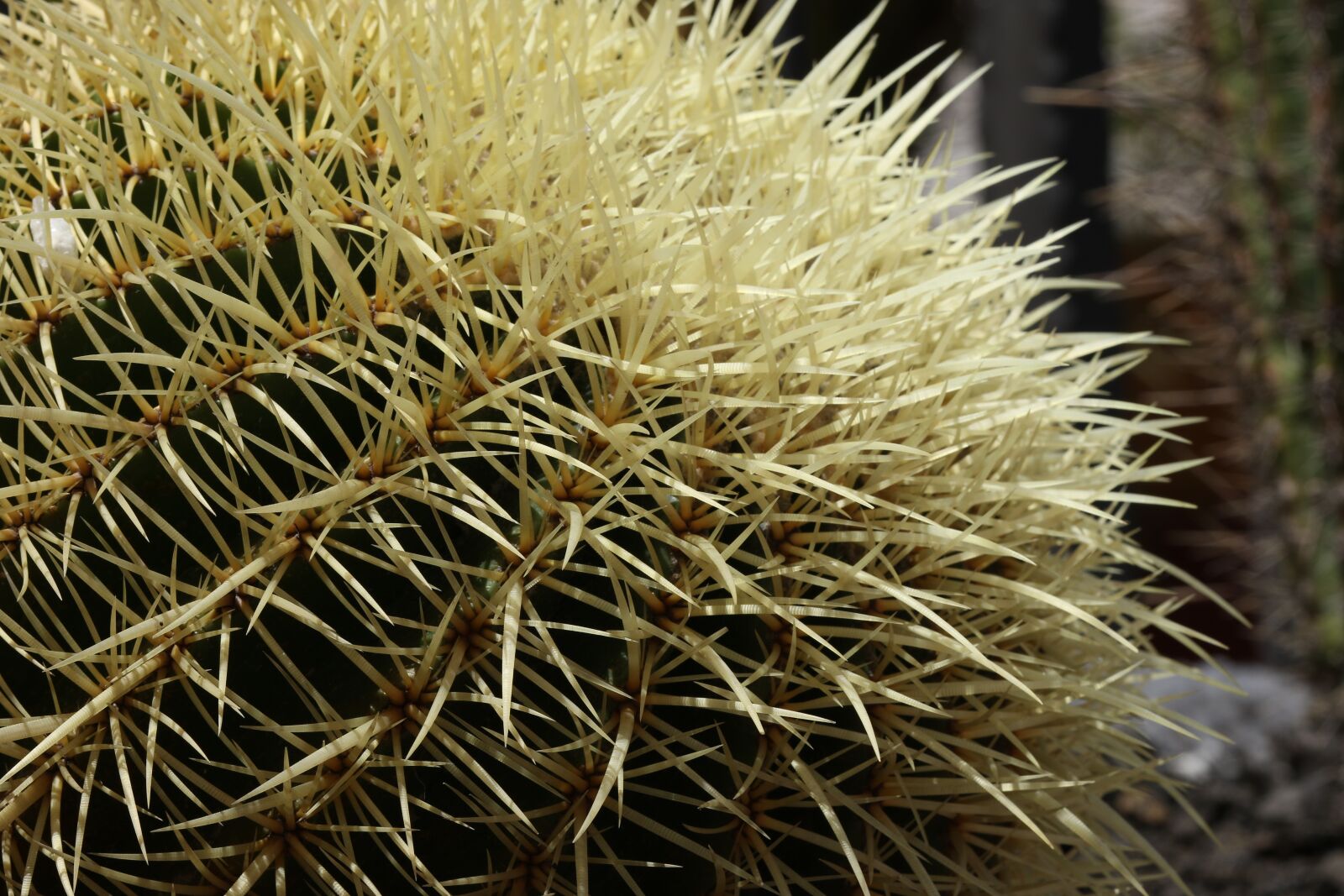 Canon EOS 7D Mark II sample photo. Cactus, spikes, needles photography