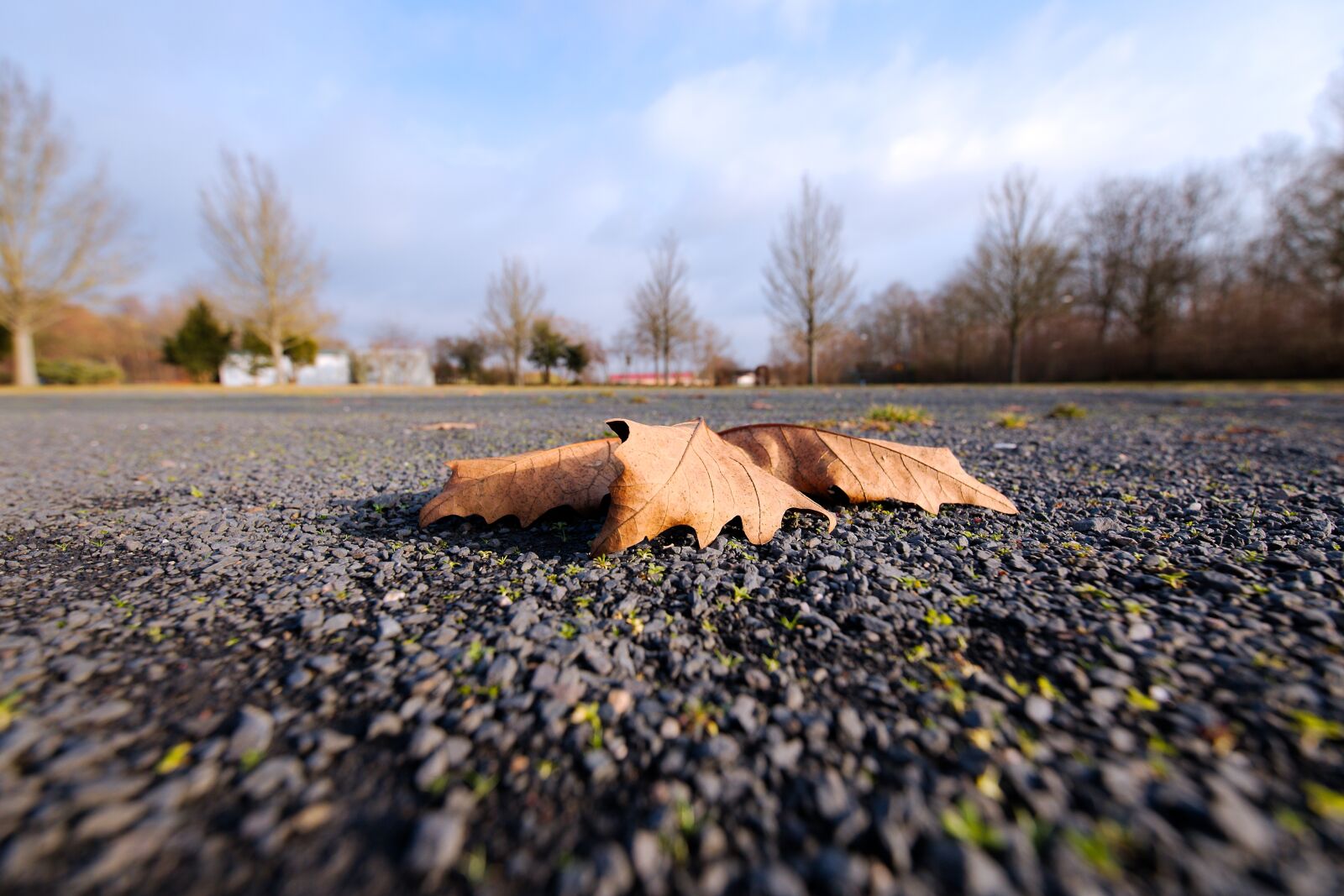 Canon EOS 6D sample photo. Nature, season, autumn photography