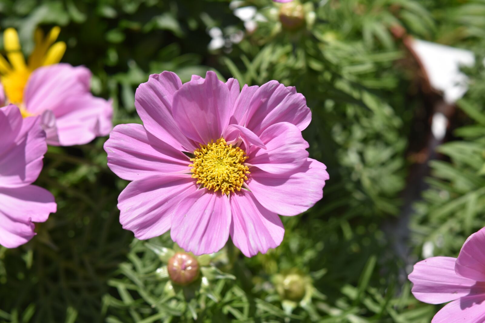 Nikon D5600 sample photo. Flower, flower pink petals photography