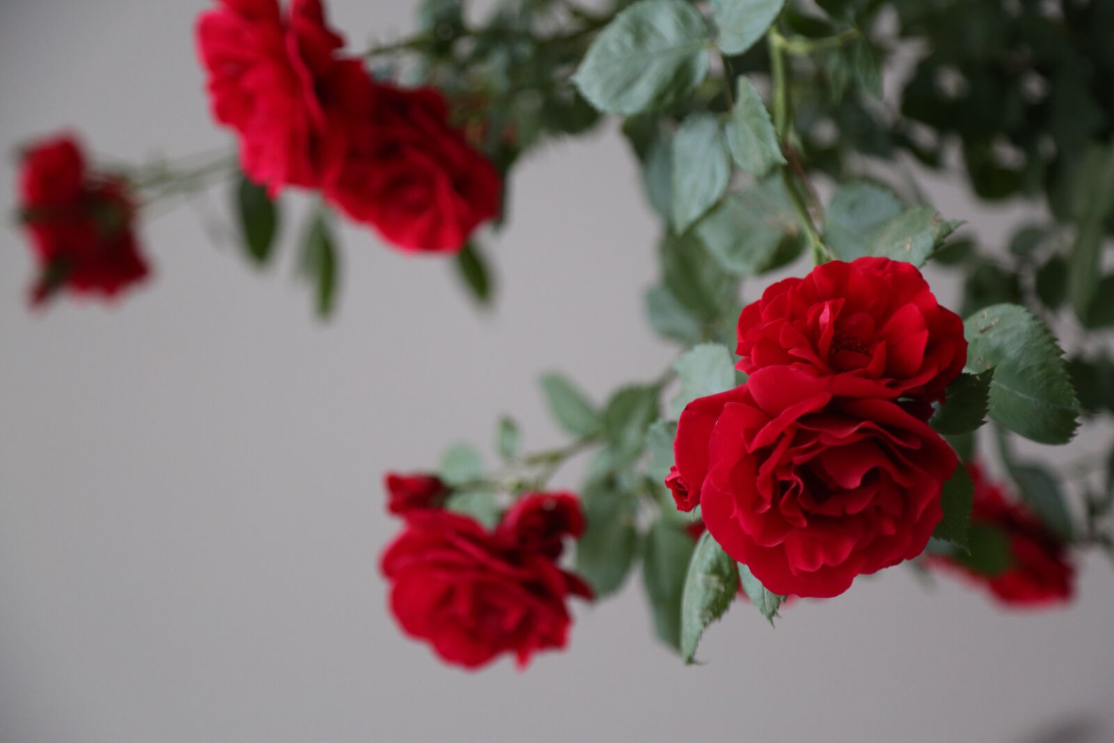 Canon EF 24-105mm F4L IS USM sample photo. Rose, red rose, flower photography