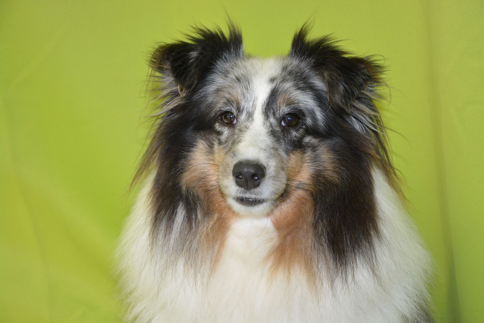 Nikon D5200 sample photo. Dog, bitch, bitch mirage photography